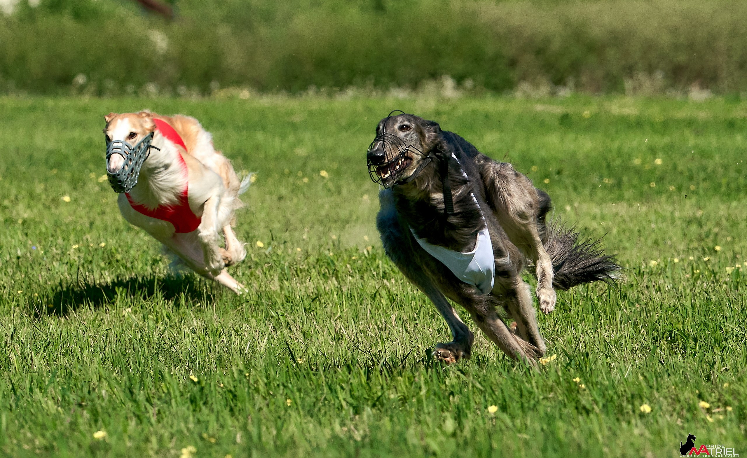 Съемка курсинг — галерея NATRIEL