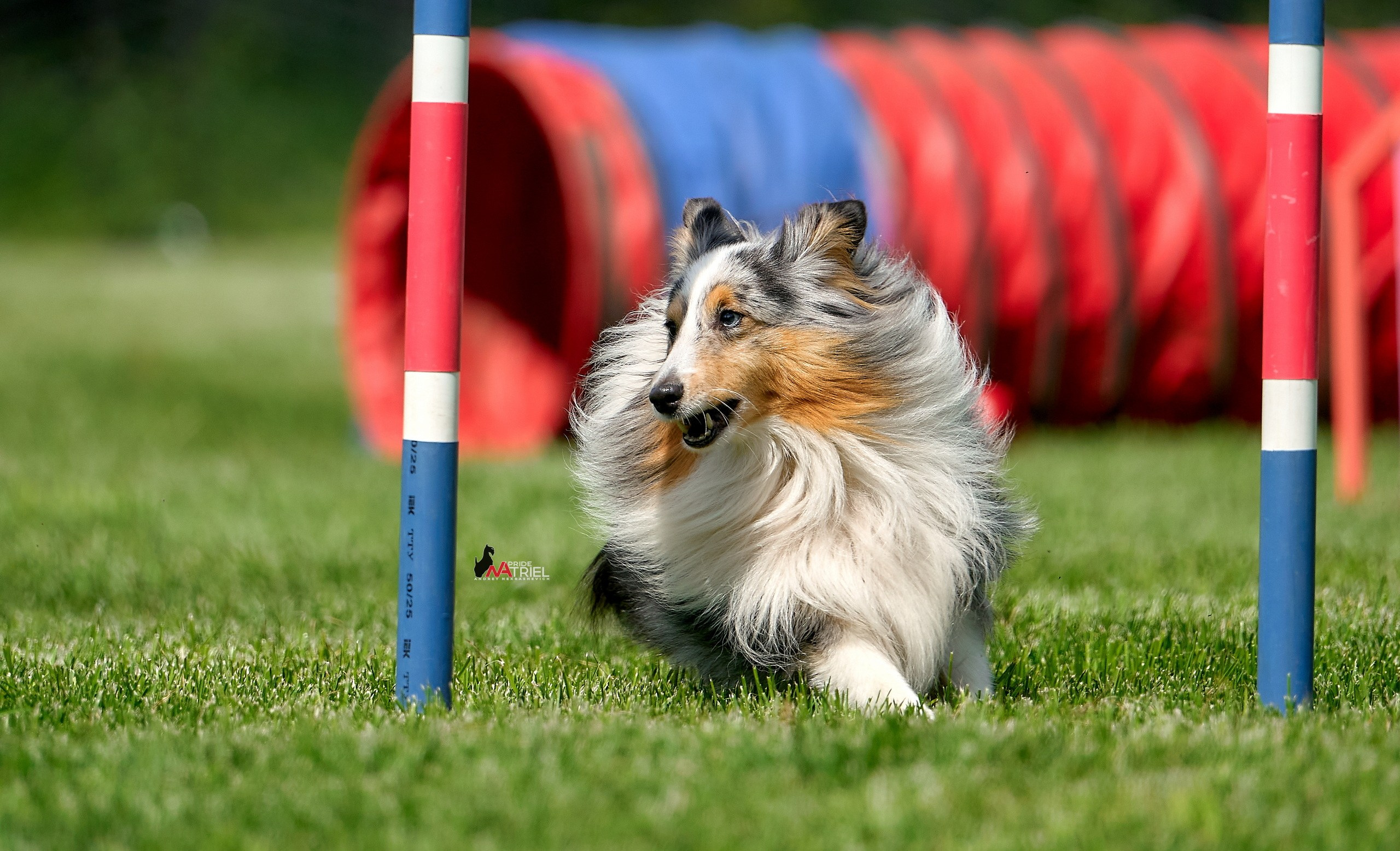 Аджилити — галерея NATRIEL