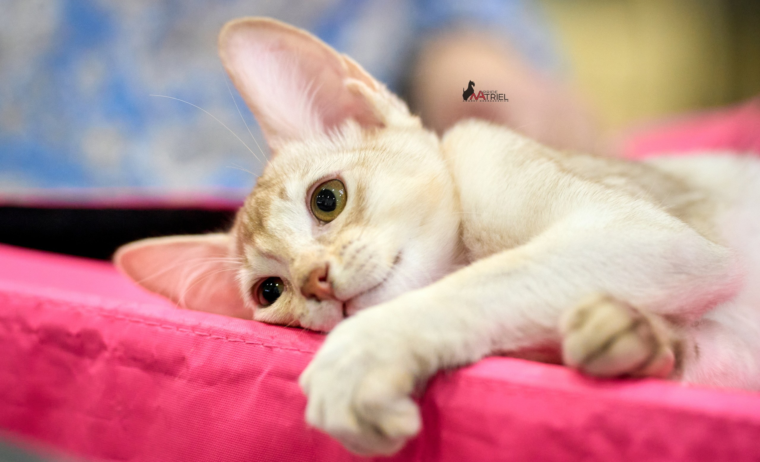 Кошки на выставках — галерея NATRIEL