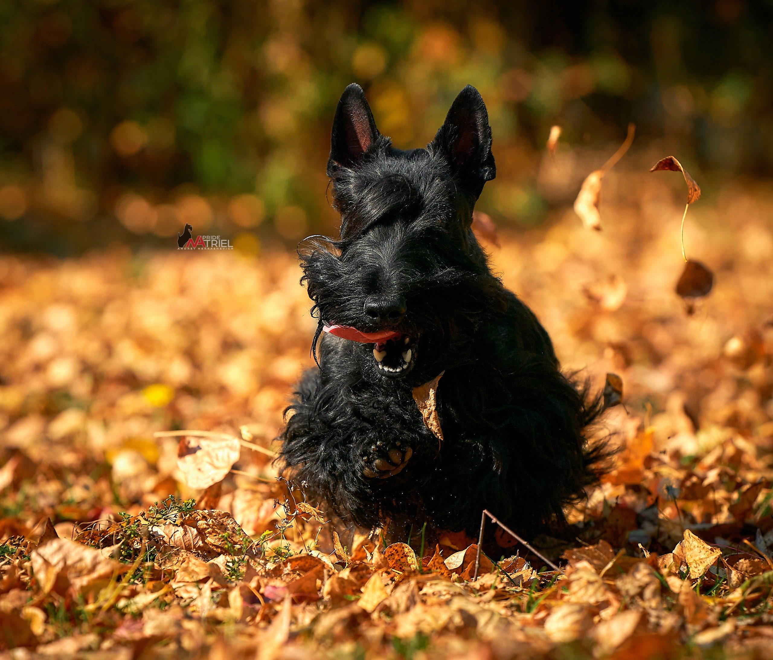 Прогулка в движении — галерея NATRIEL