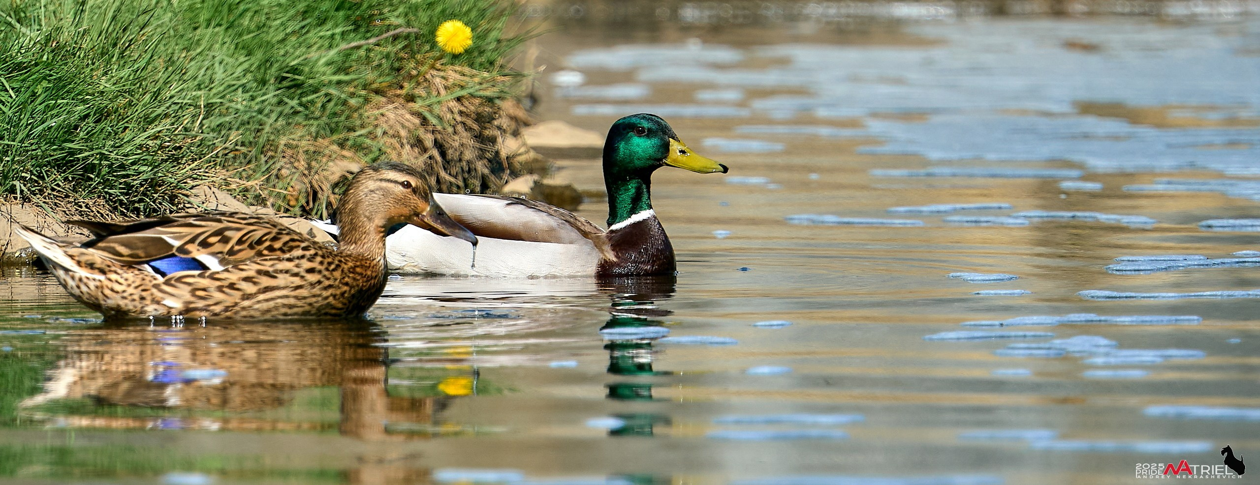 Птички и цветочки