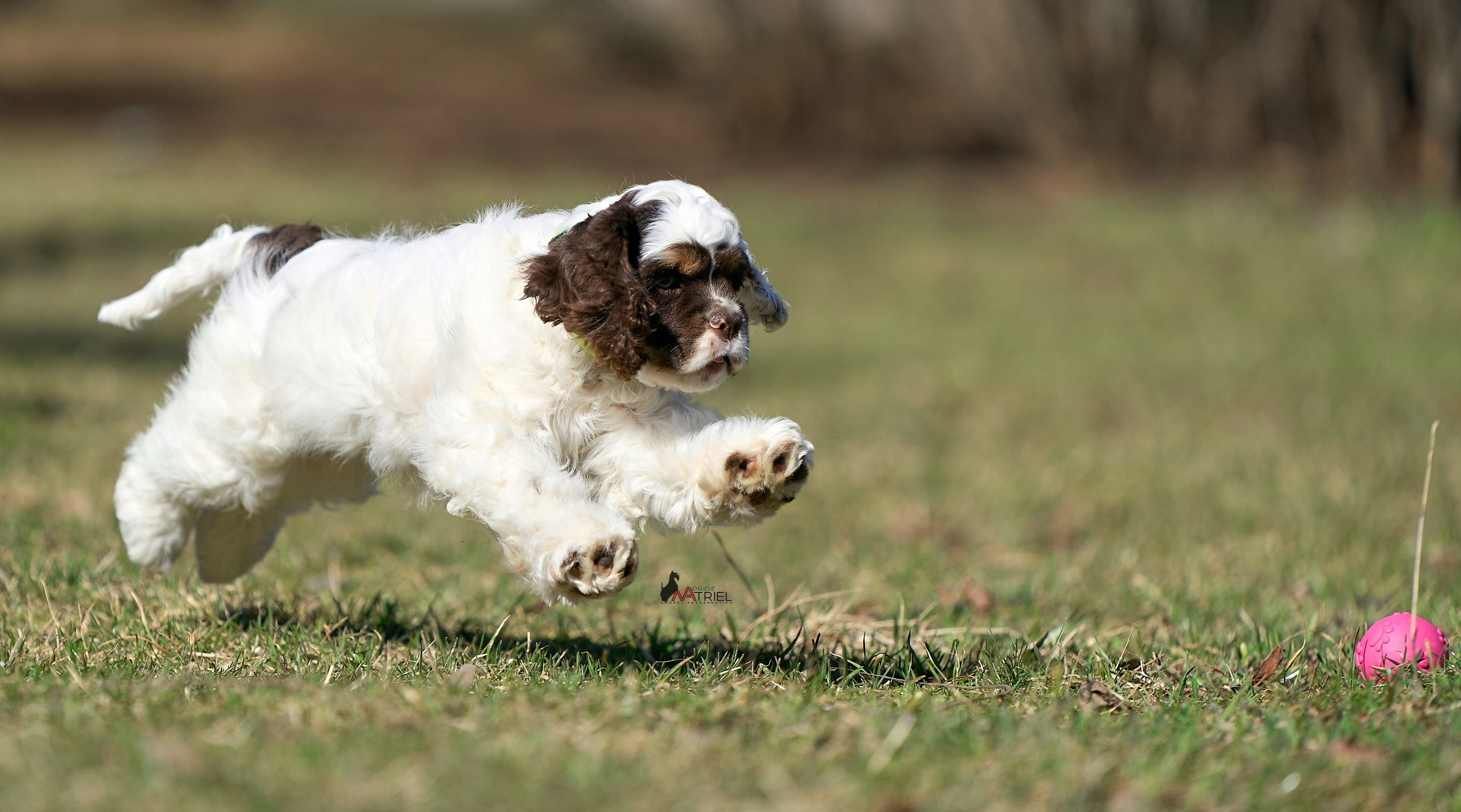 Прогулка со щенком