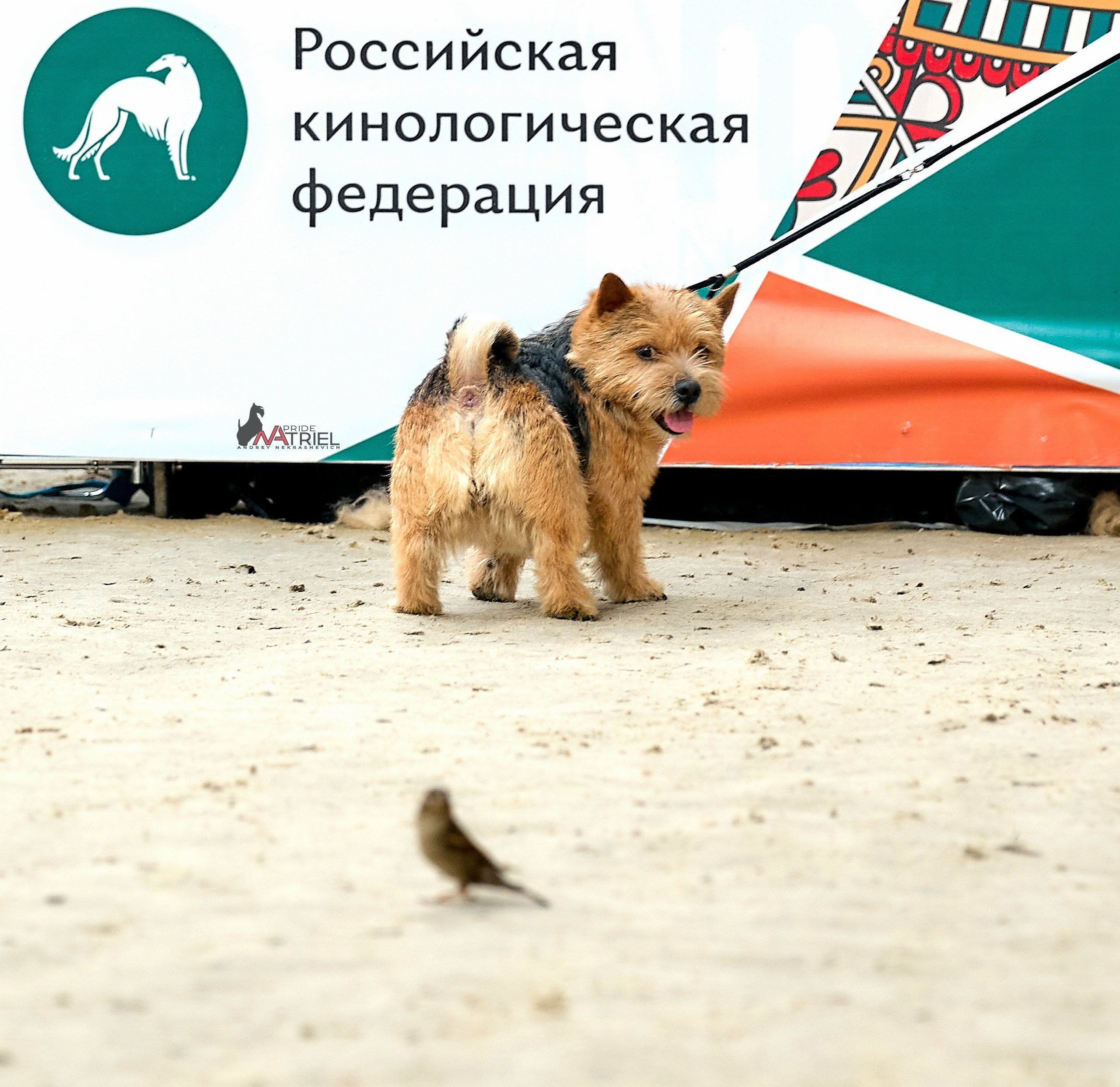 Работа в рингах — галерея NATRIEL