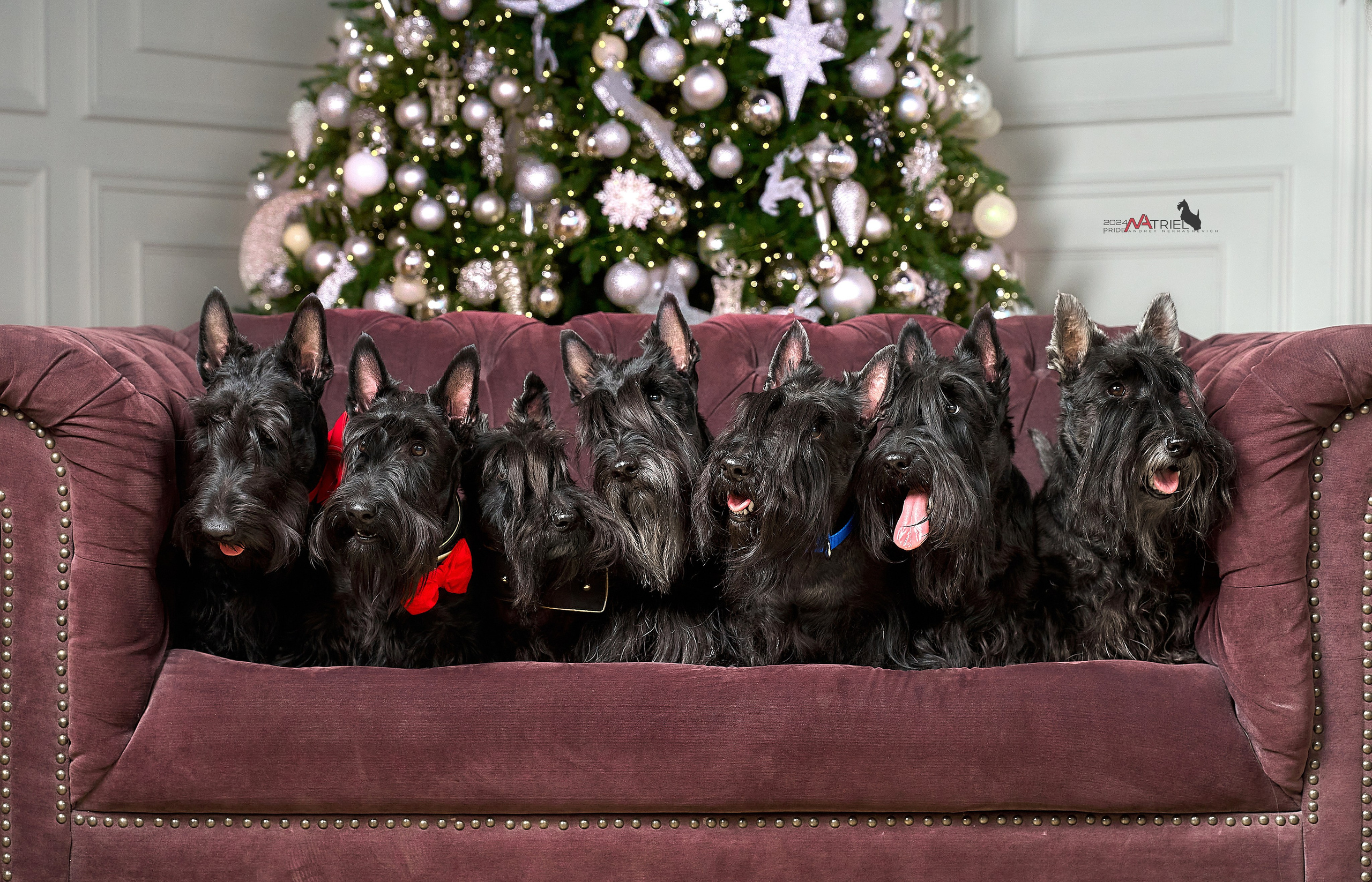 Съемка в студии со скотч-терьерами