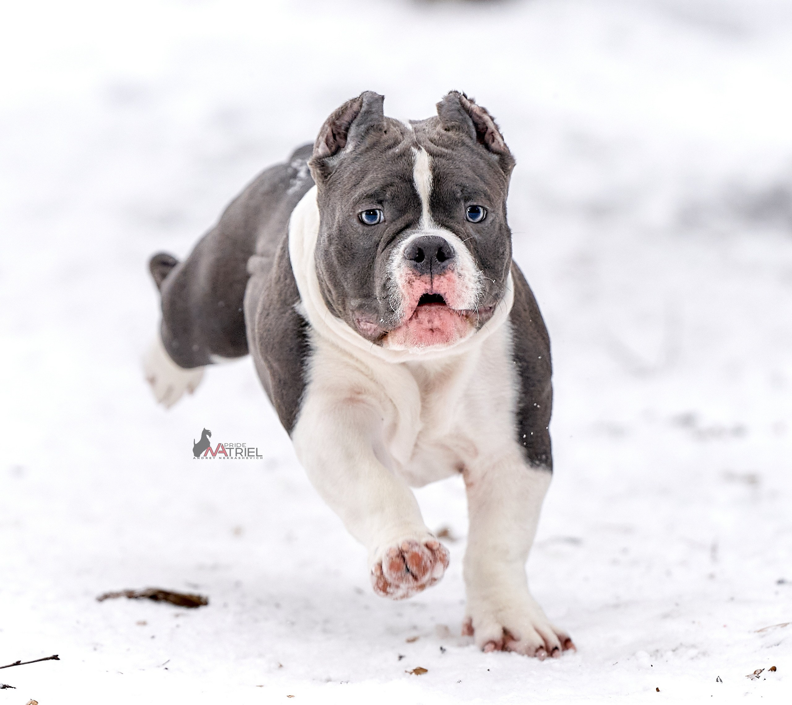 Щенки на прогулке — галерея NATRIEL