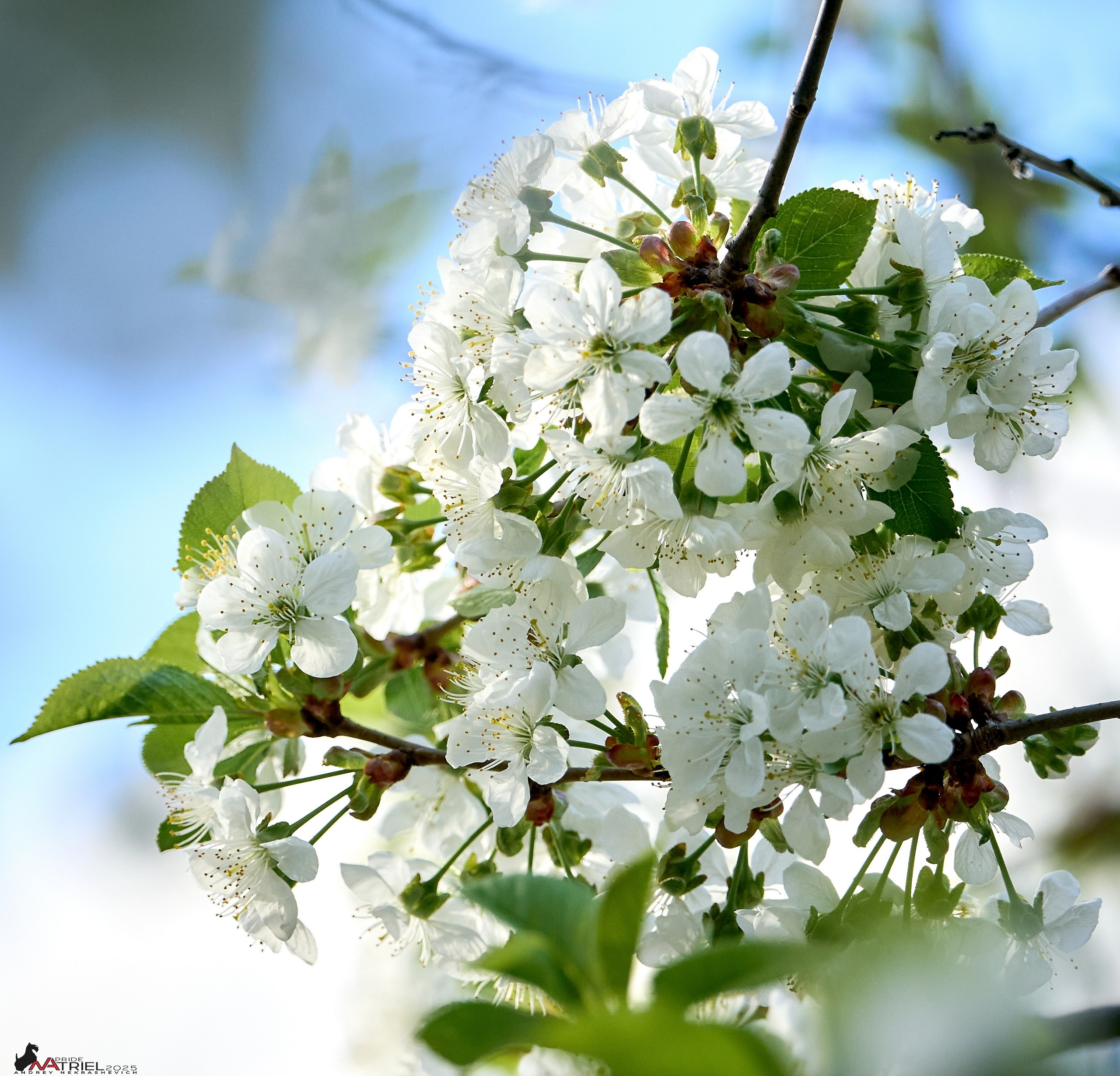 Природа в апреле. Всё в цветении!