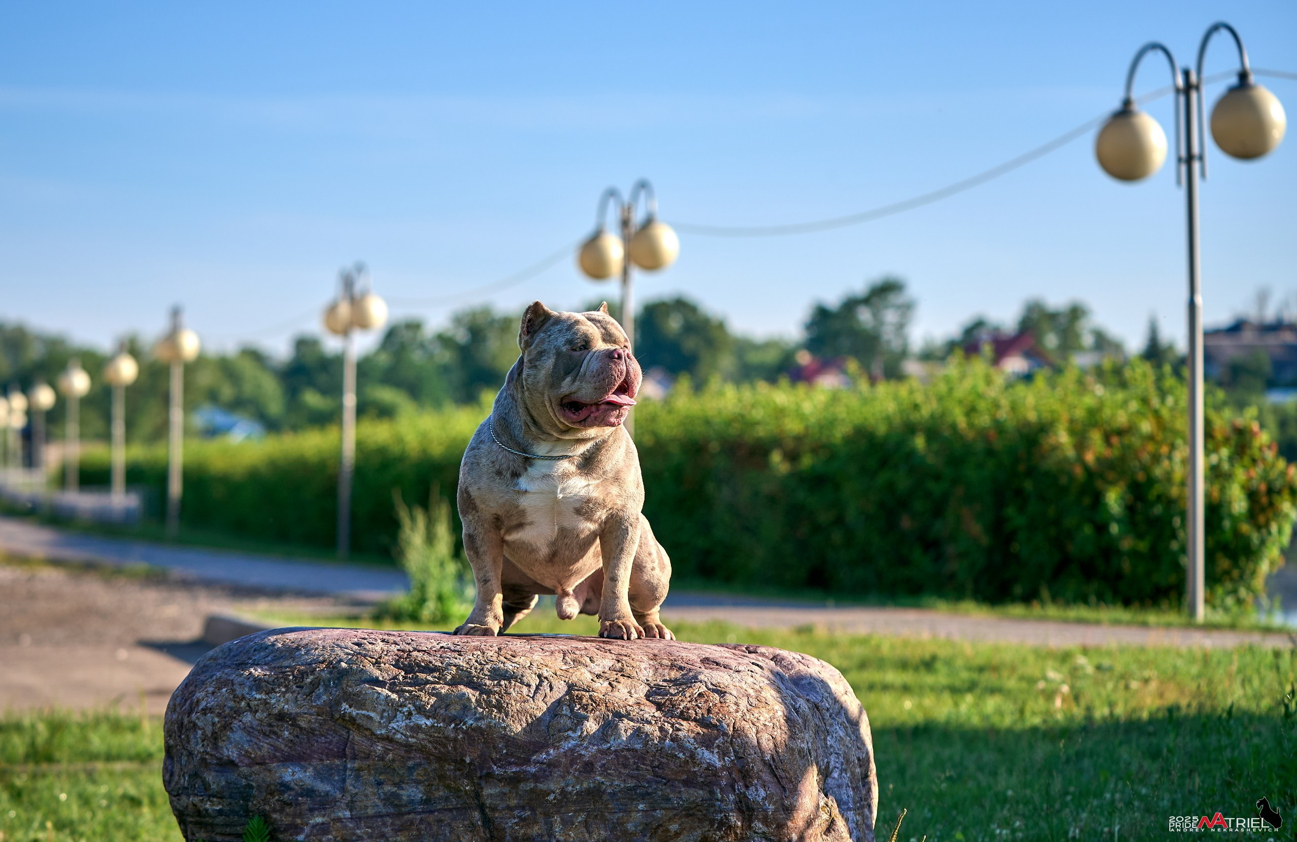 Съемка собак породы булли на природе
