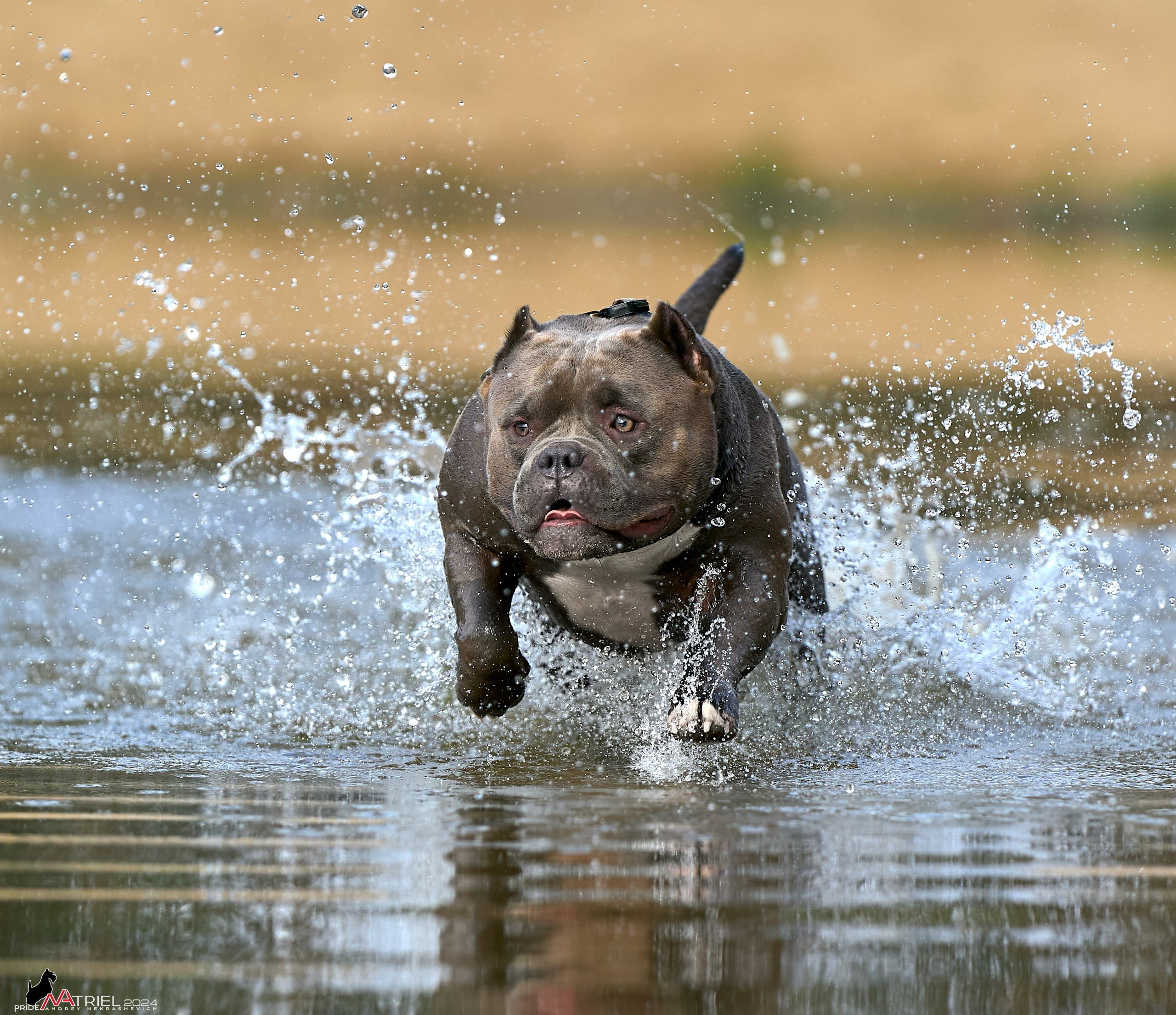 Фотопрогулка с булли