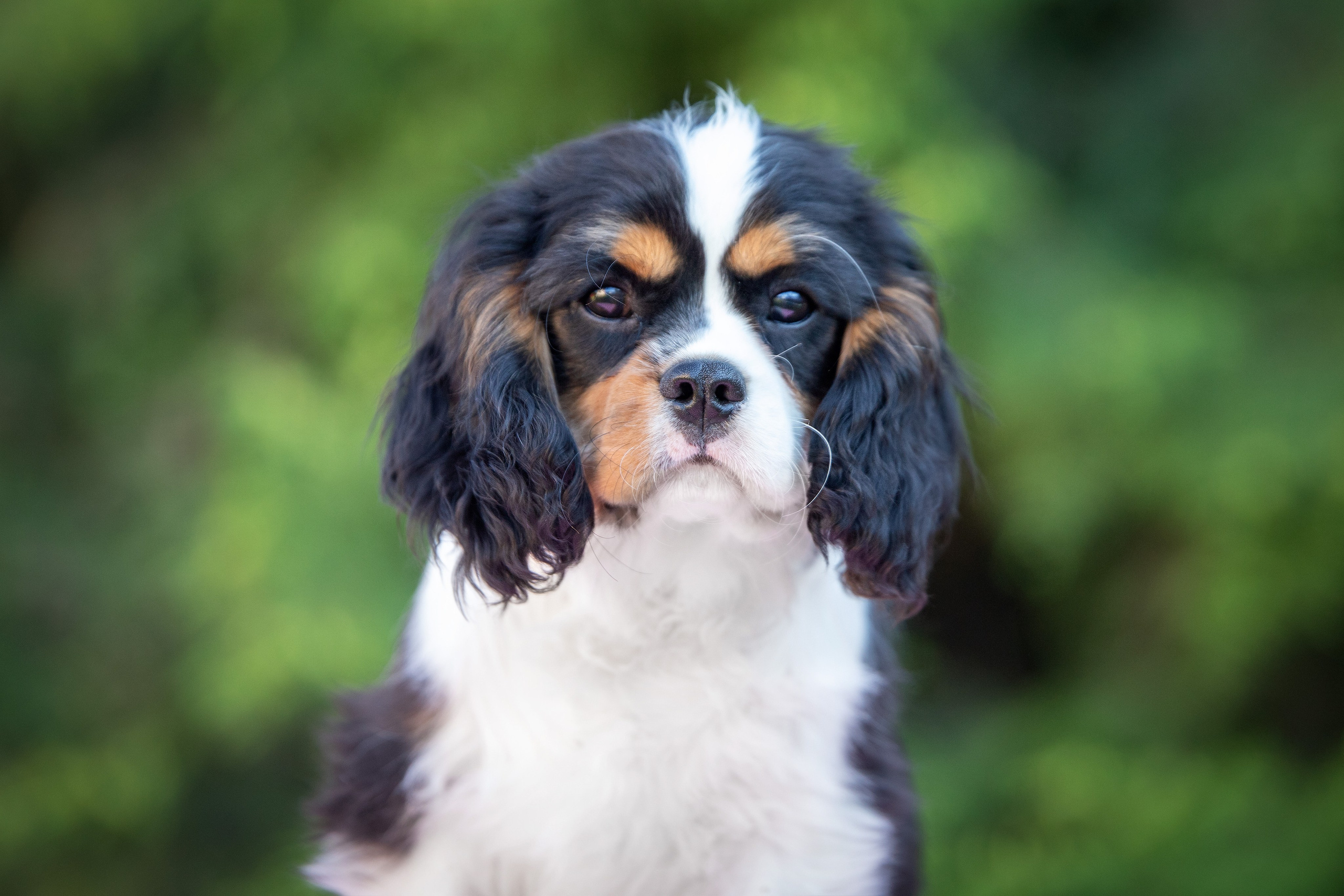 КАВАЛЕР КИНГ ЧАРЛЬЗ СПАНИЕЛЬ. Юлия Микульская. Рыбинск