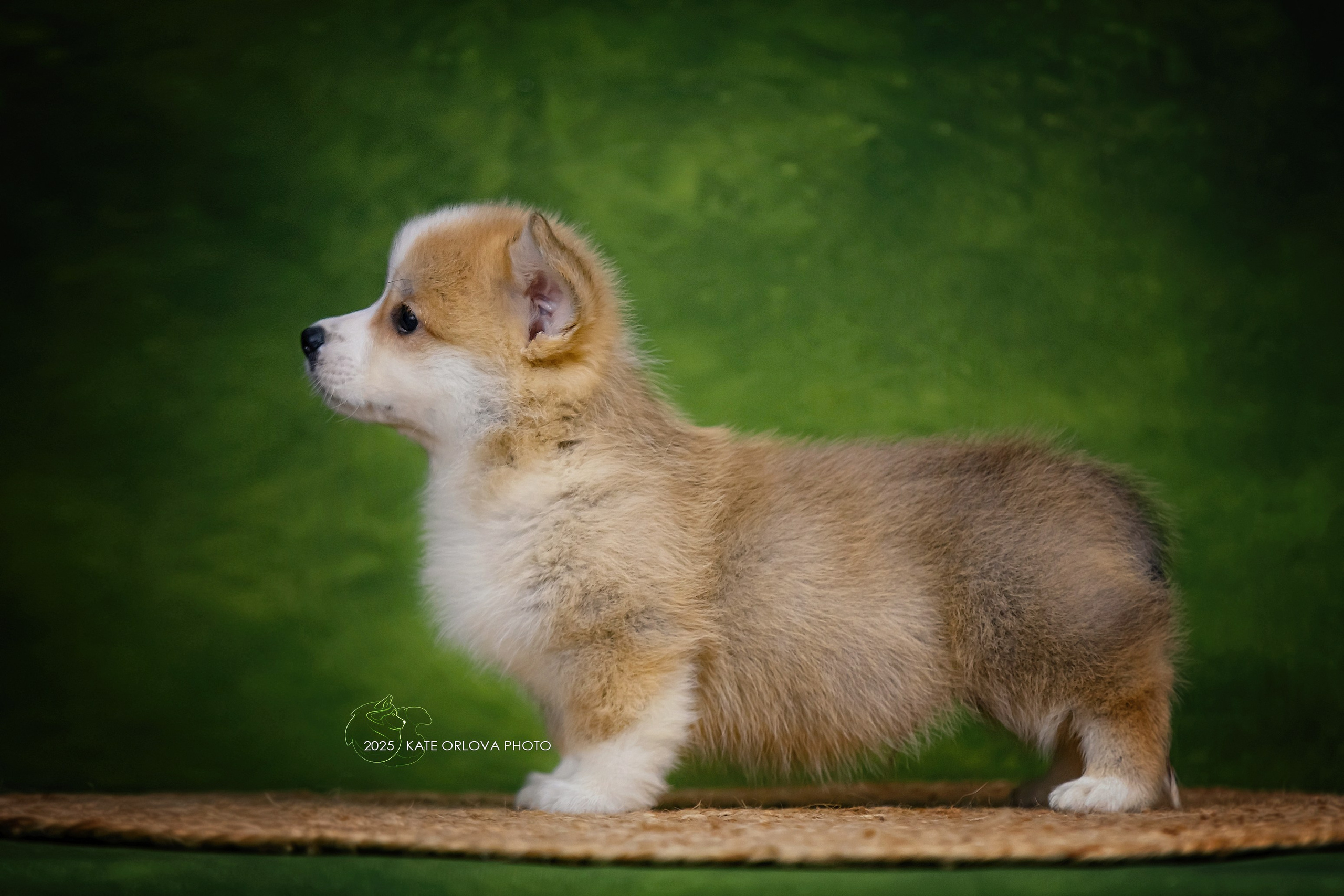 А — Кола и Цесей. Kawaii Kuma питомник собак пород Корги пемброк, Акита ину, Сиба