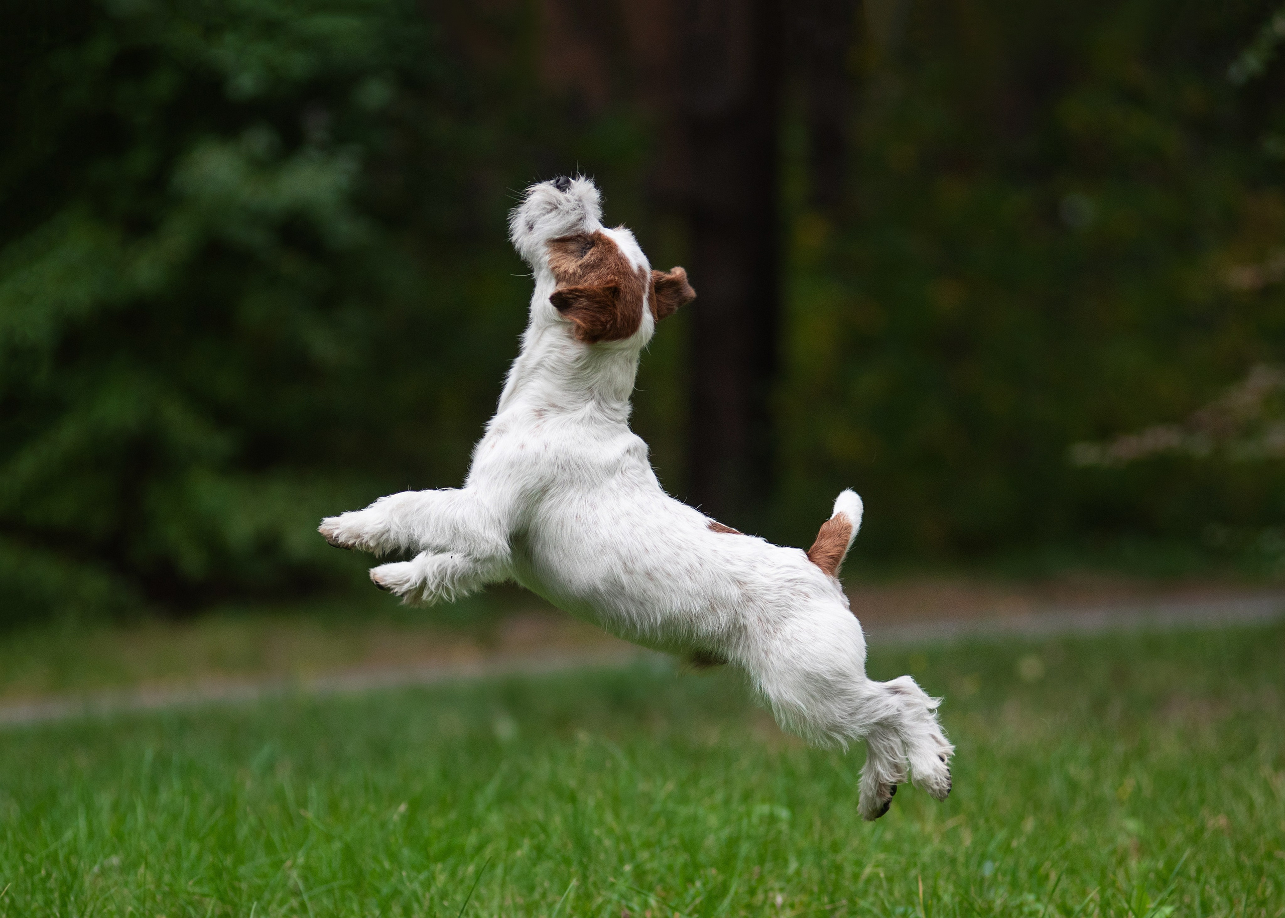 Осень с рыжими собаками. Дог-фотограф в Тюмени Александра Королева