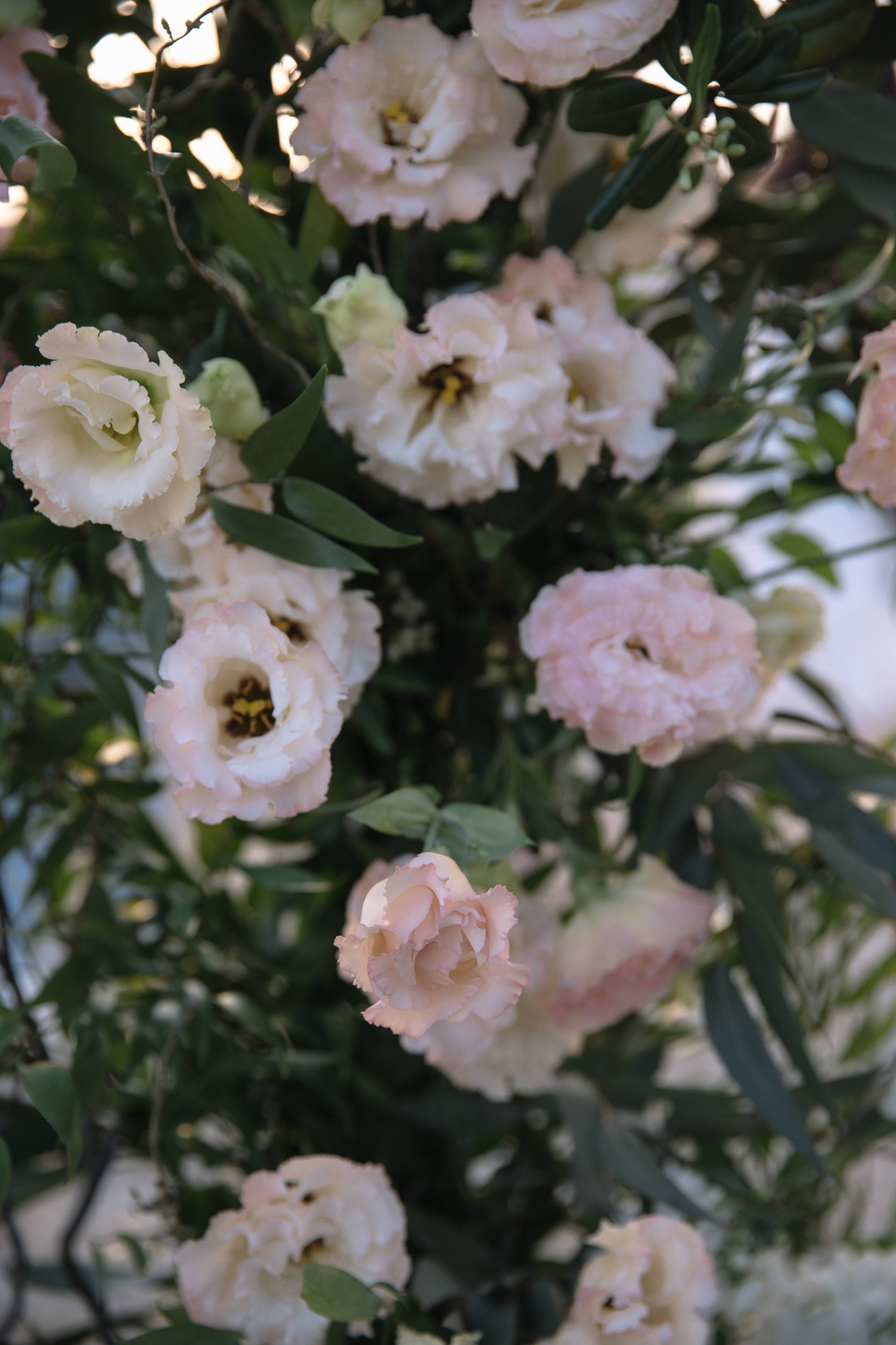 A & S | CHATEAU ANDRE. Свадебный фотограф в Москве и Краснодаре Анастасия Прудко