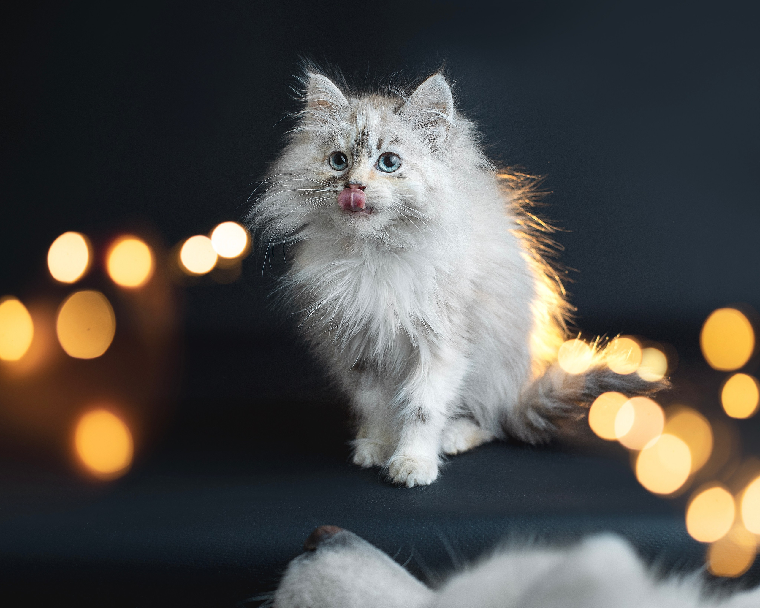 Котики. Фотограф анималист в Москве Майорова Евгения