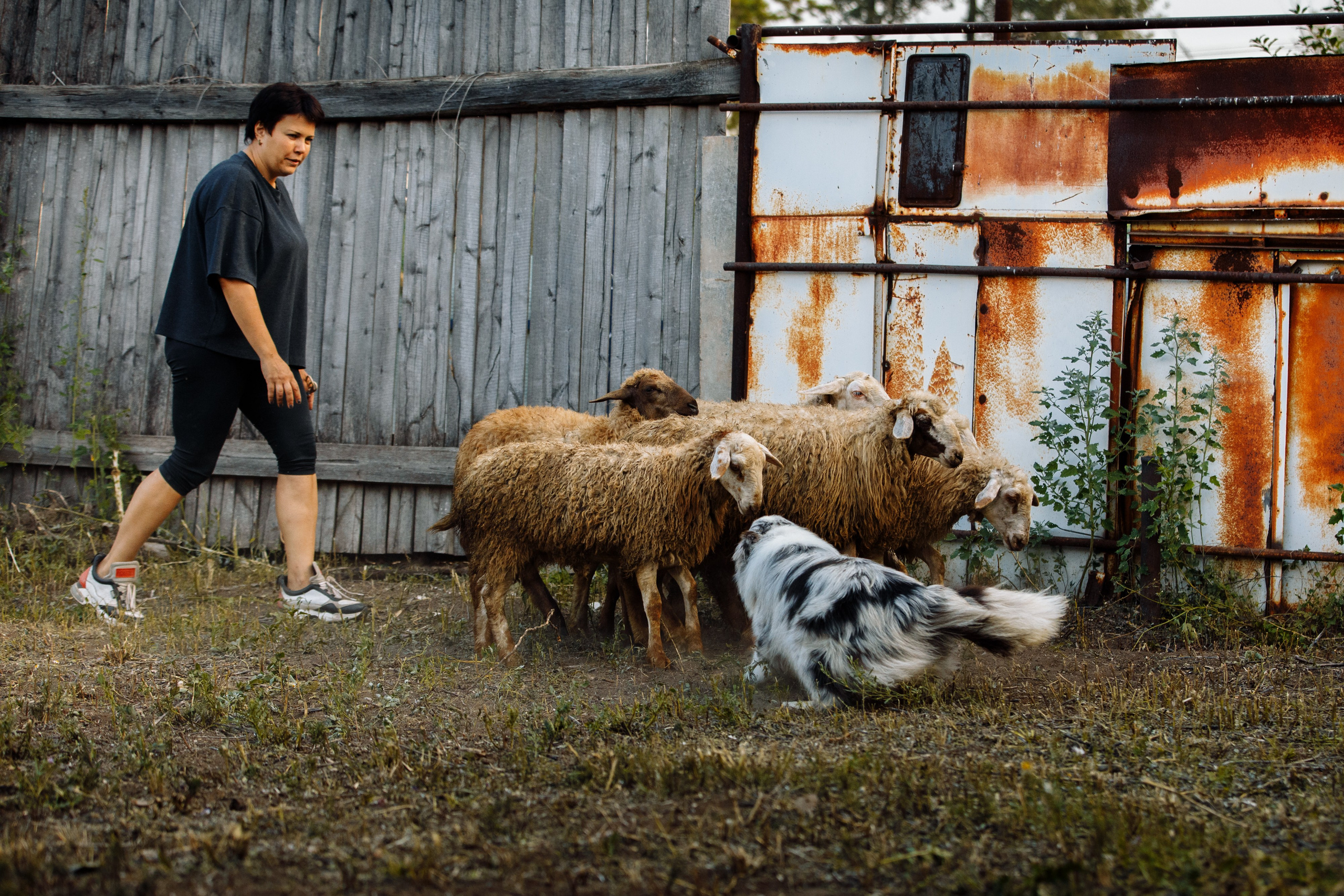 Овечий день. О нас