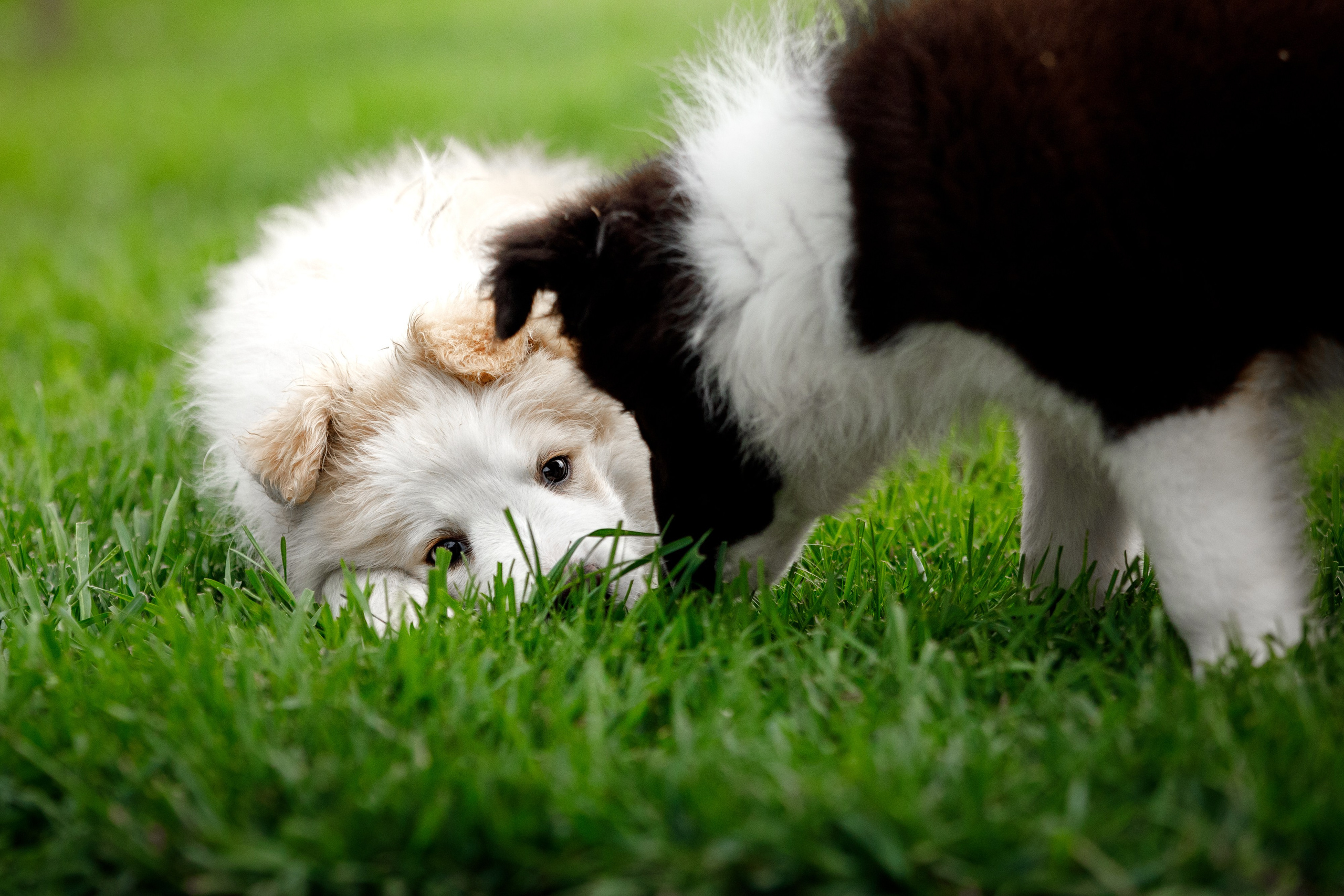 Болтовня в саду. О нас
