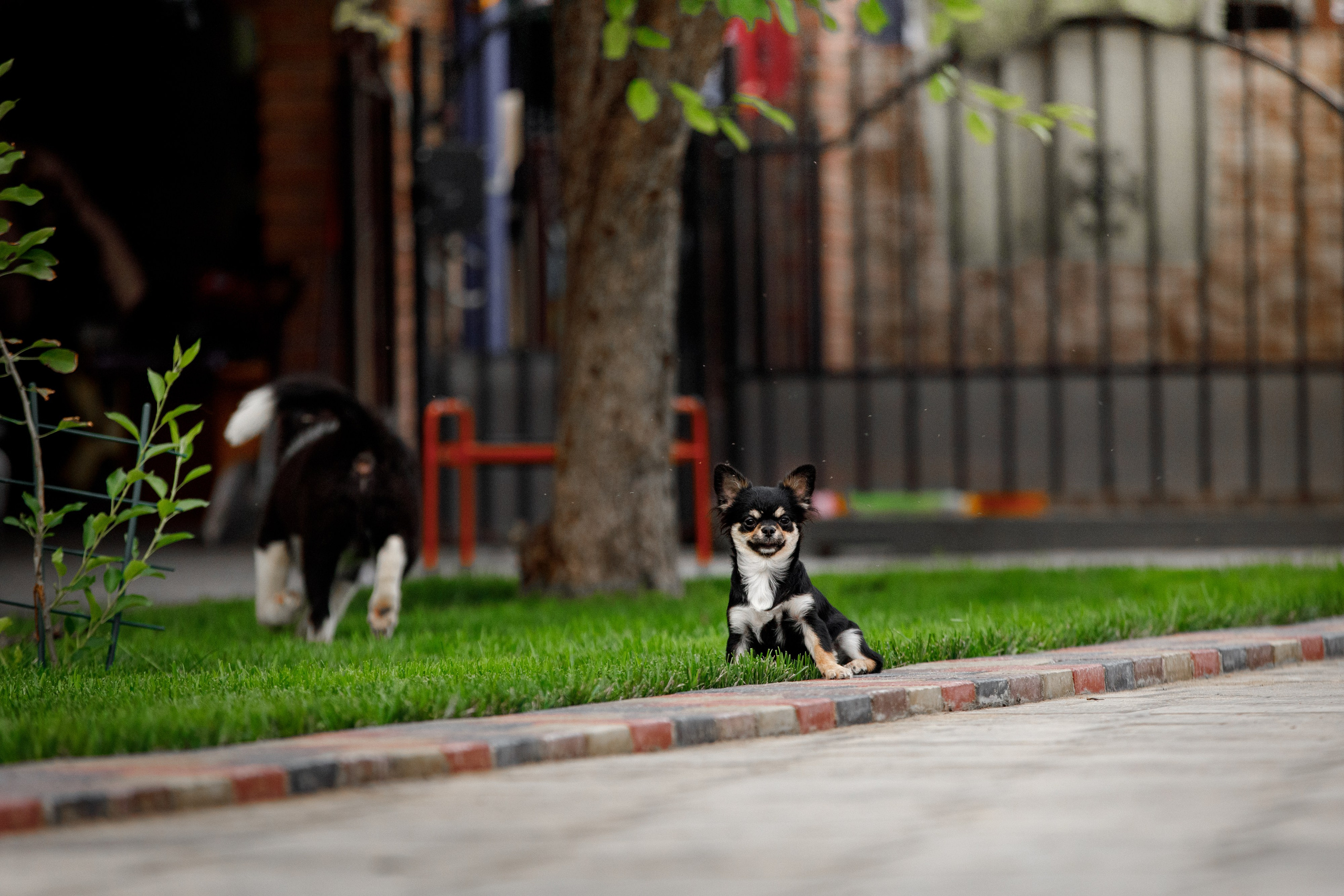 Болтовня в саду. О нас