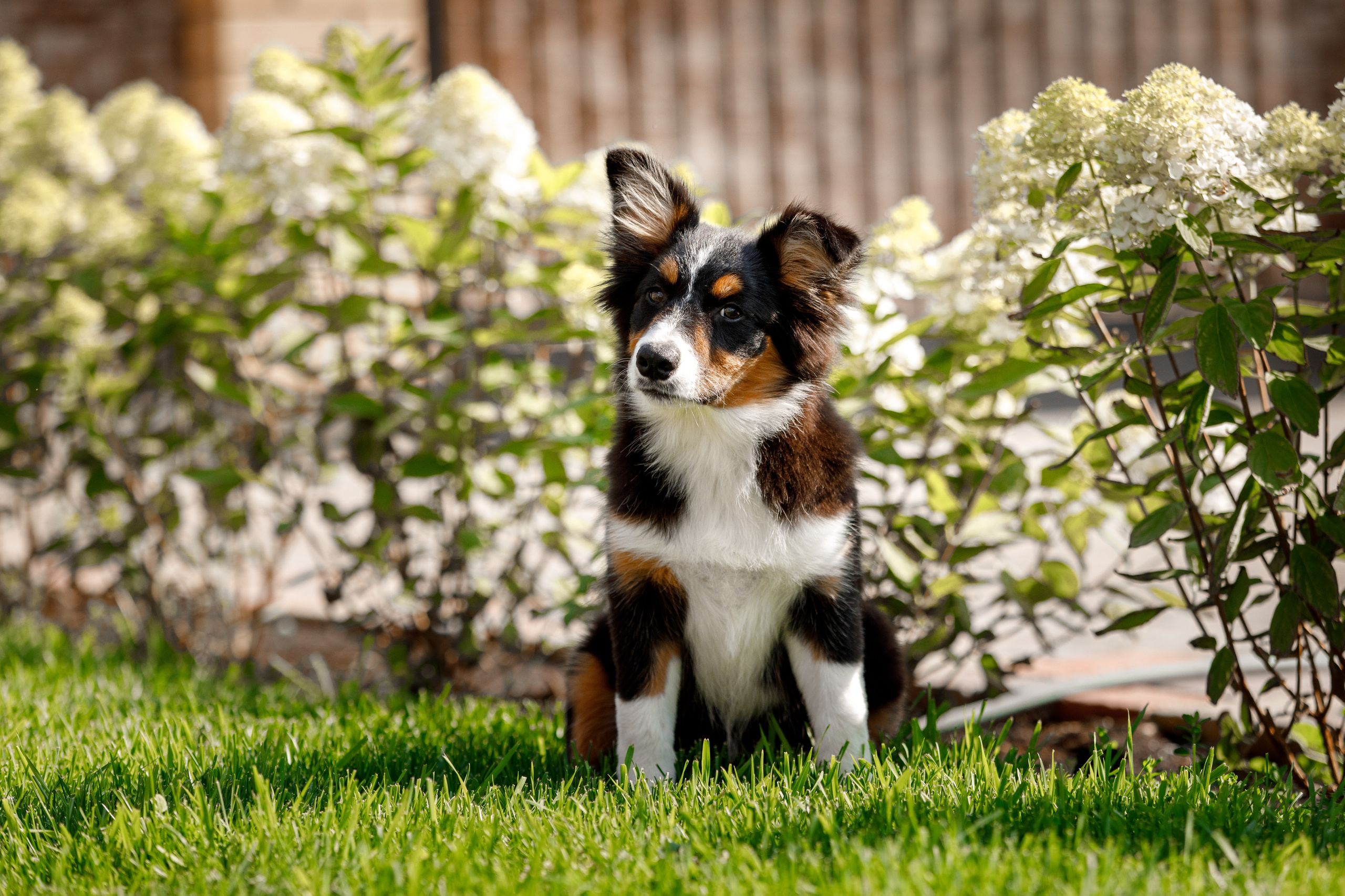 Смешарики. О нас