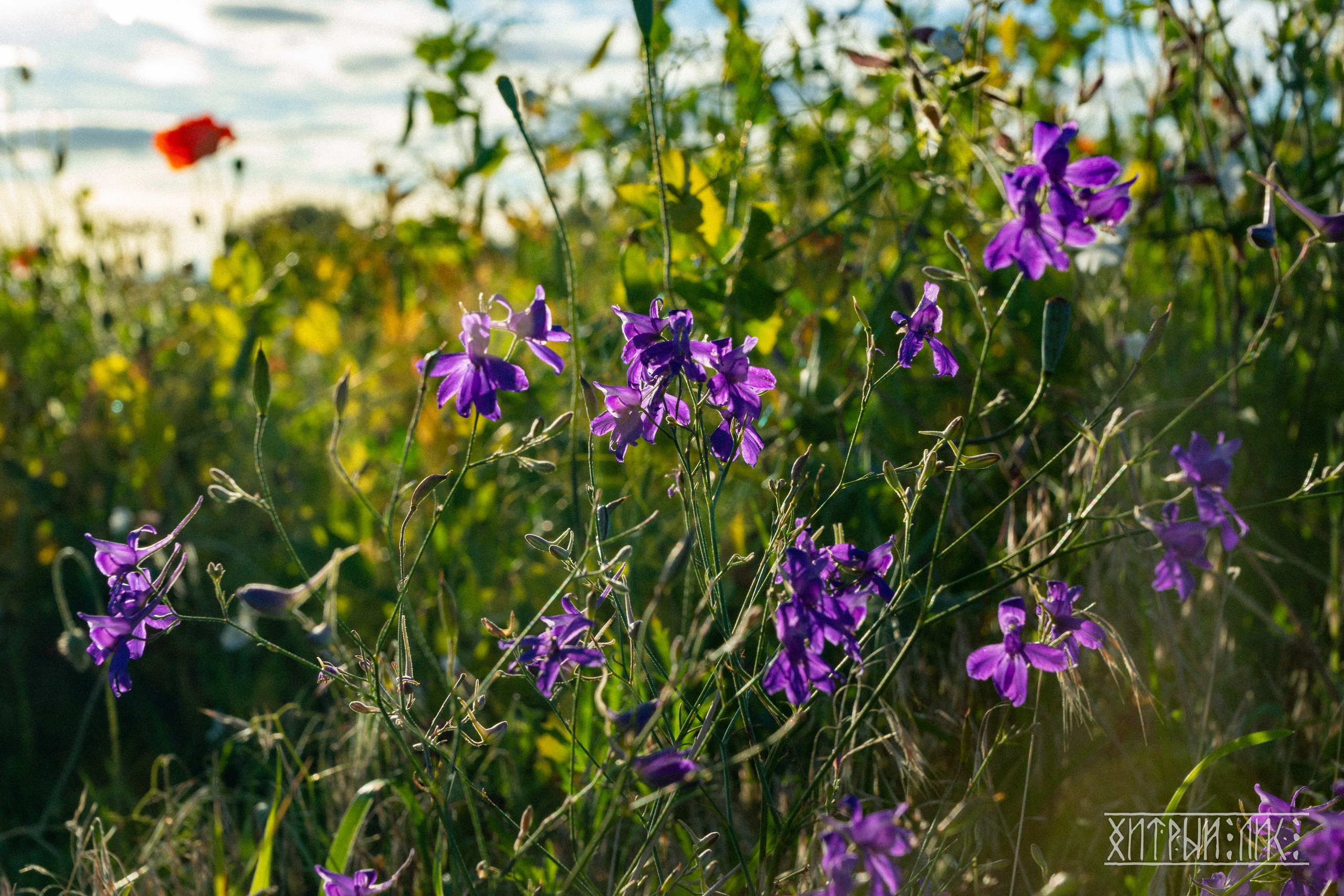Беларусь. Фотограф-путешественник Самойлов Максим «Sly Fox»