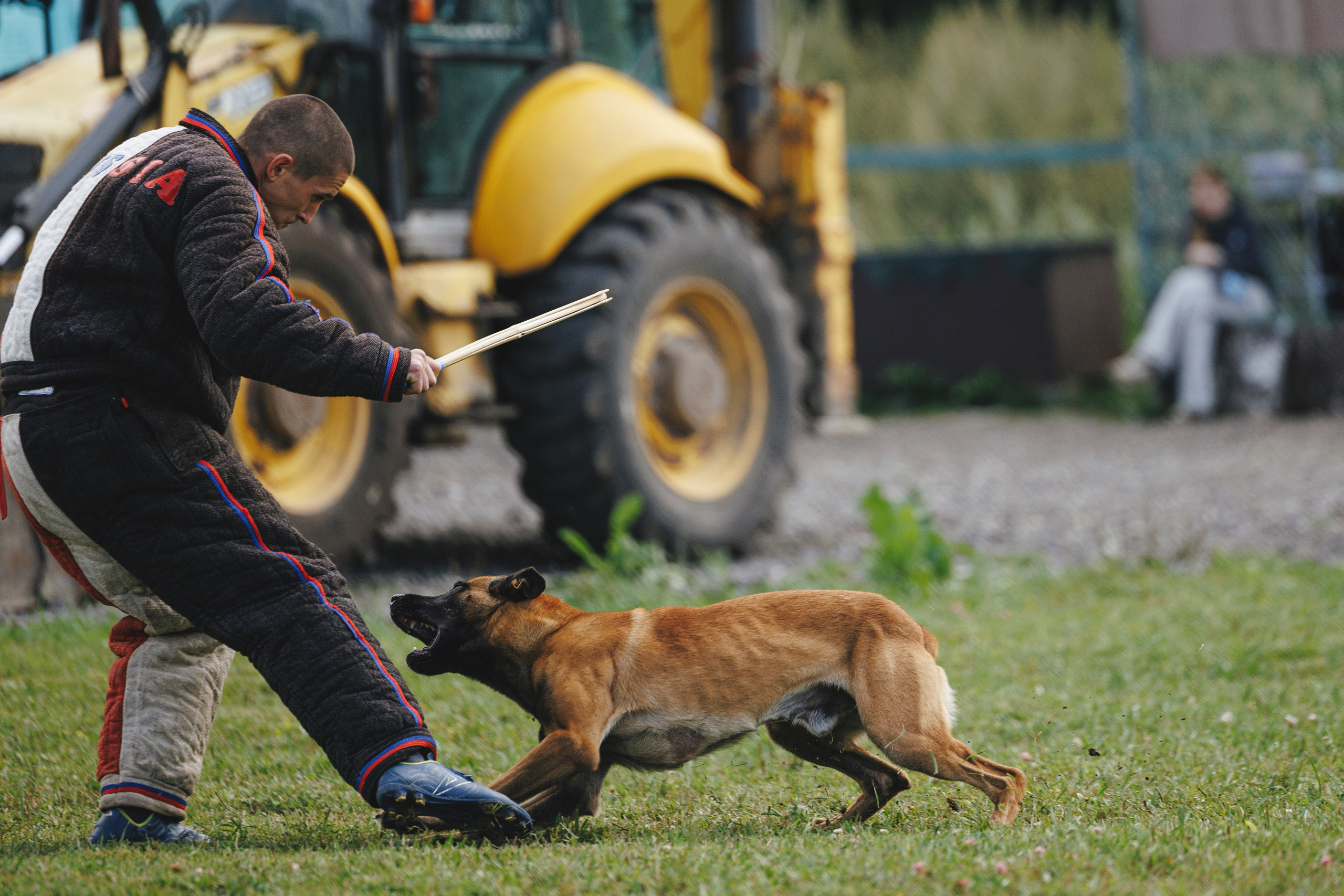 08.08.25-10.08.25 ЧР по мондьорингу г. Вологда. Фотограф-анималист Анна Маринич