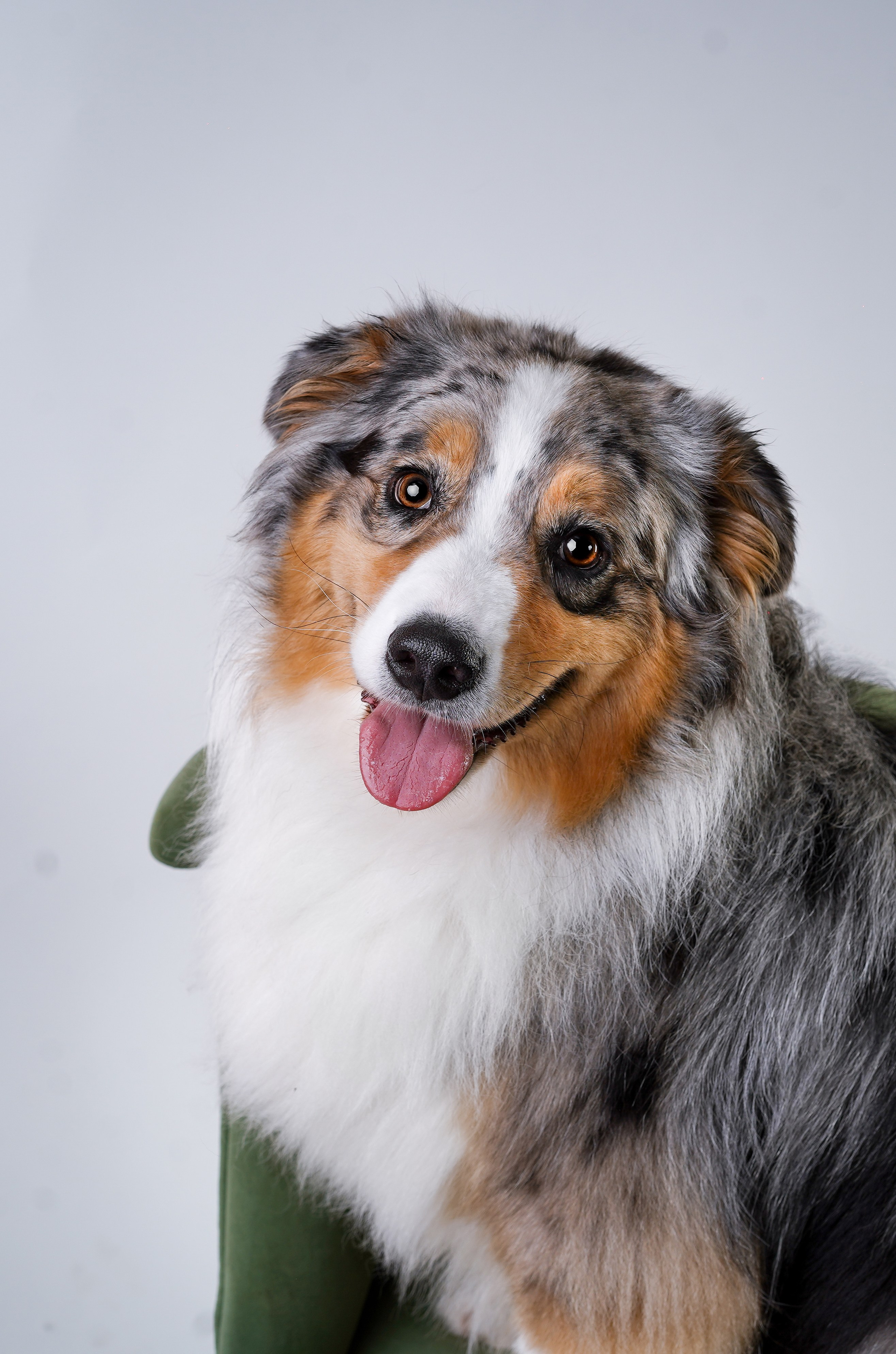 Ксюша, сиба Тэффи и австралийцы Арчи и Нэо. Фотограф-анималист в Санкт-Петербурге Яна Мартынова