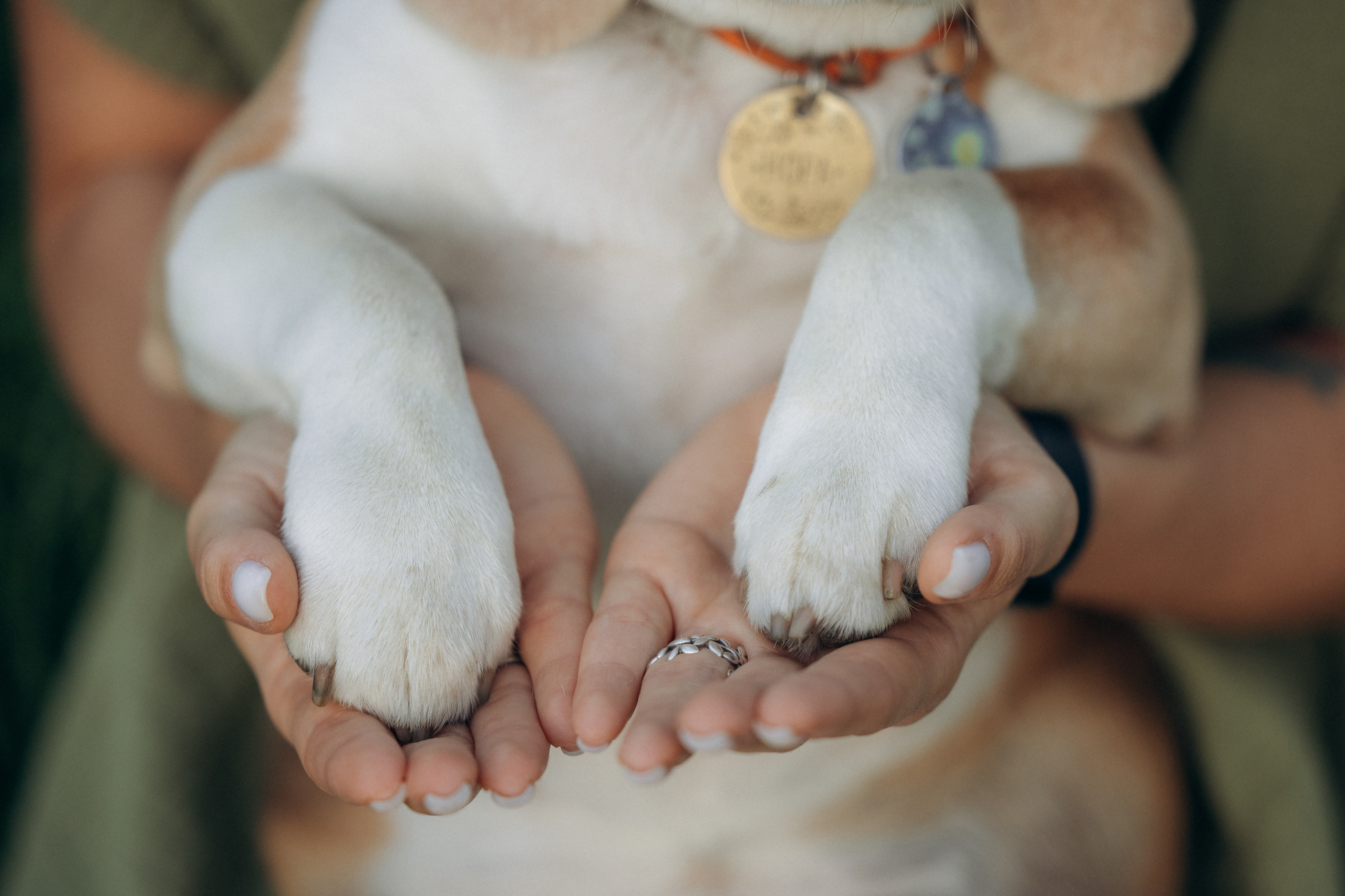 Кристина и Нора. На закате дня. Фотограф анималист в Казани Алина Сулейманова. Фотограф животных