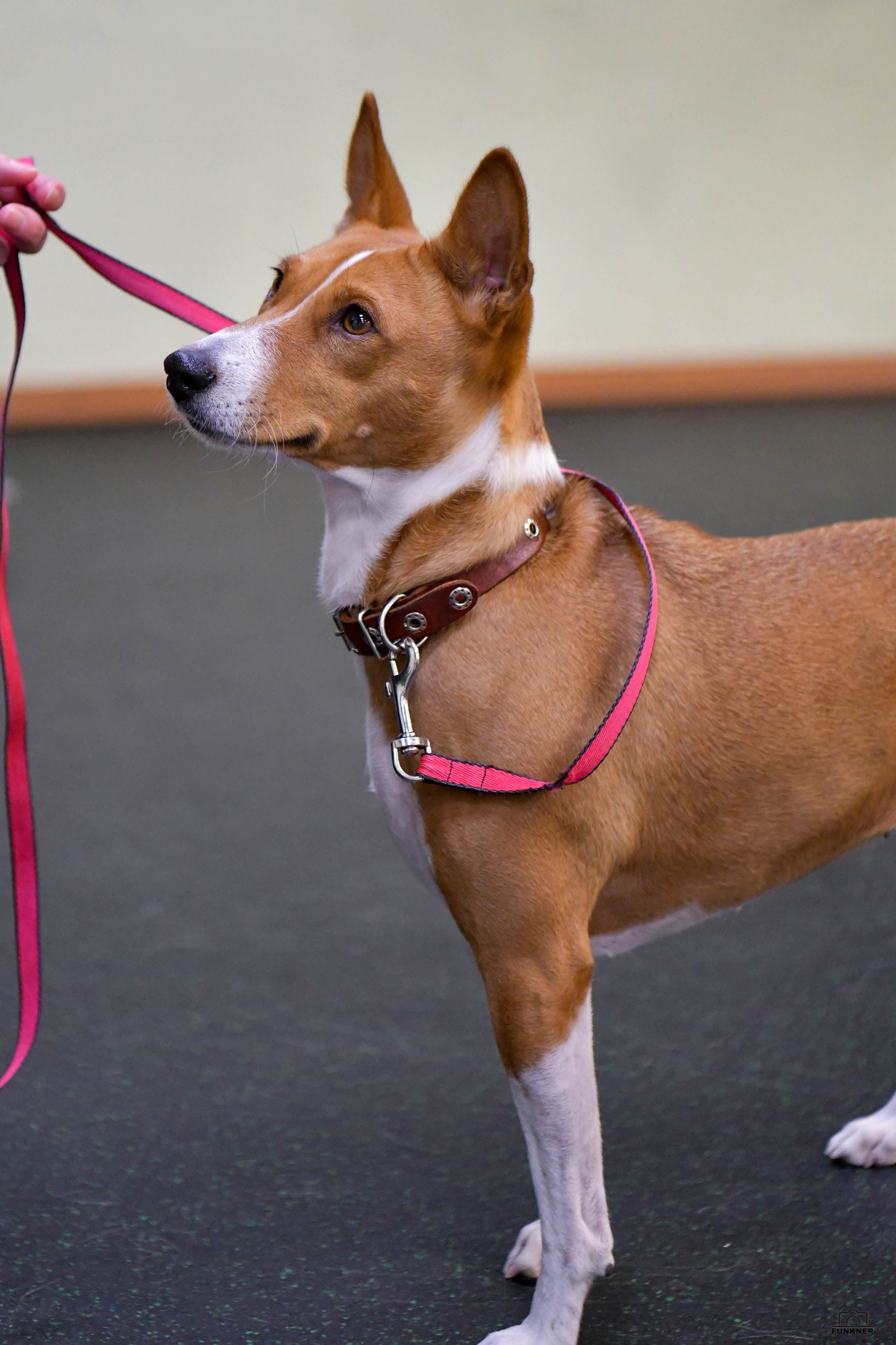 Кинологический клуб «Бодрый хвост». Свой взгляд через объектив