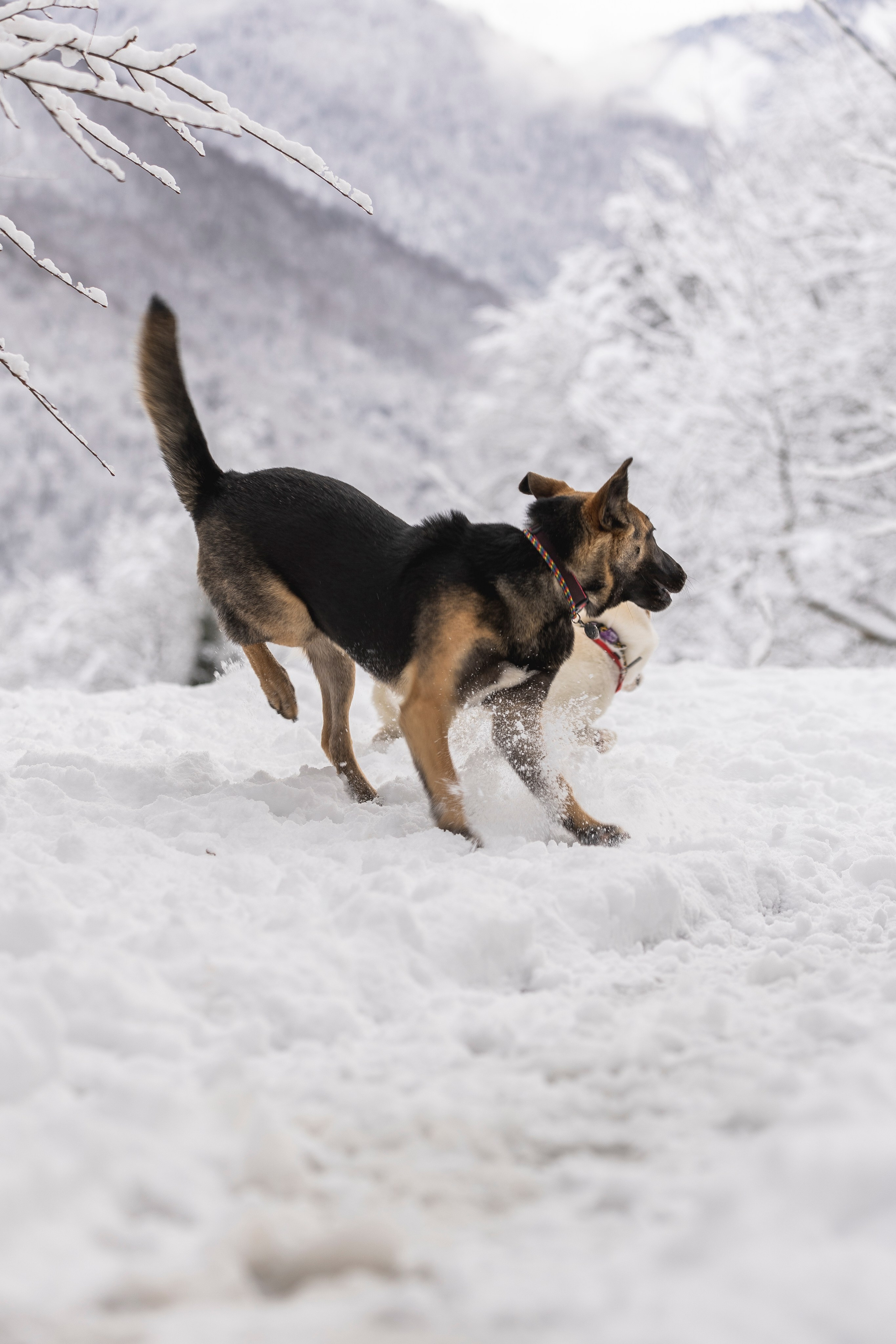 Догтуса Тропа Ефремова. Ирина Голомб|Фотограф-анималист в  Сочи и Калининграде