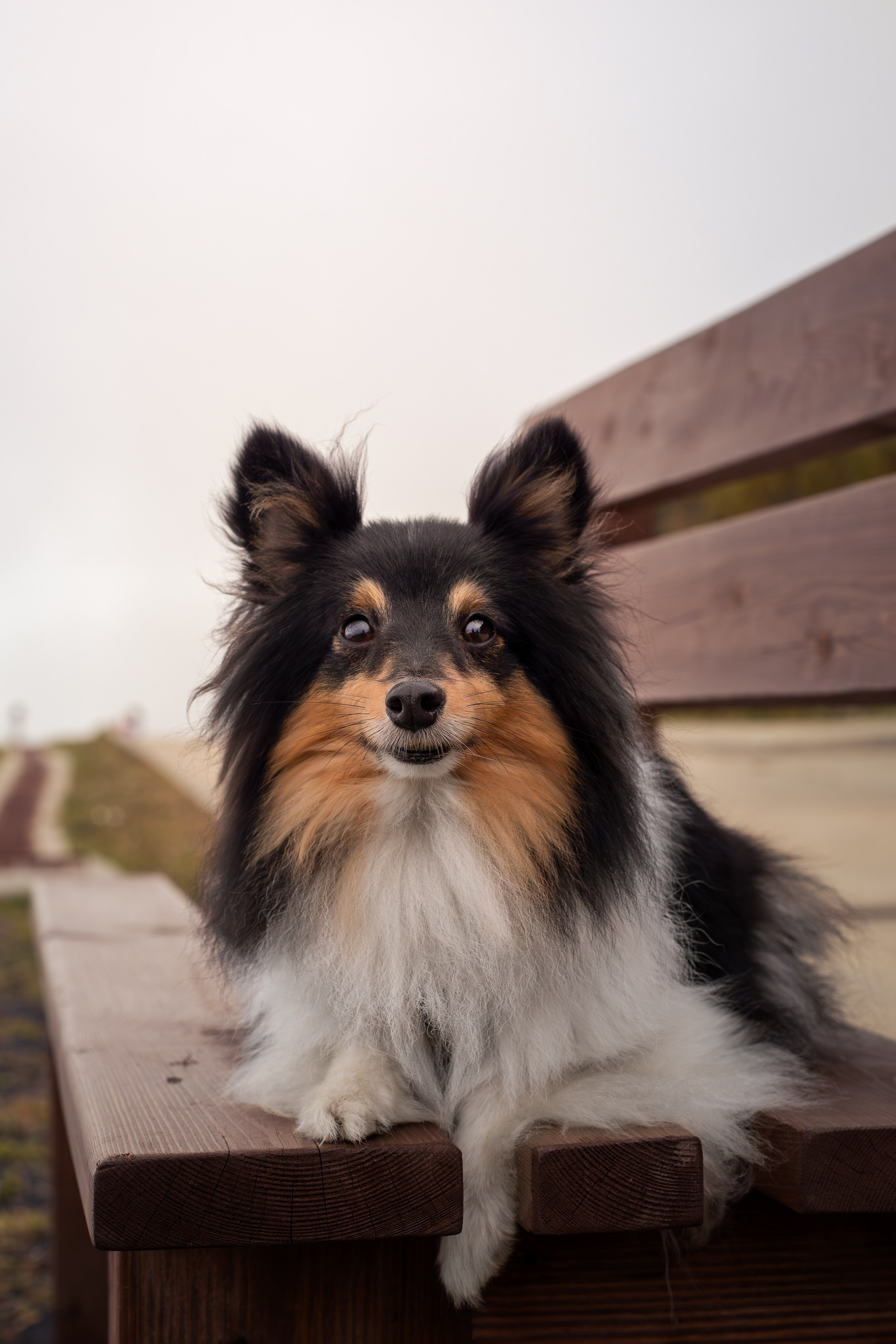 Мята, Шелти. Ирина Голомб|Фотограф-анималист в  Сочи и Калининграде
