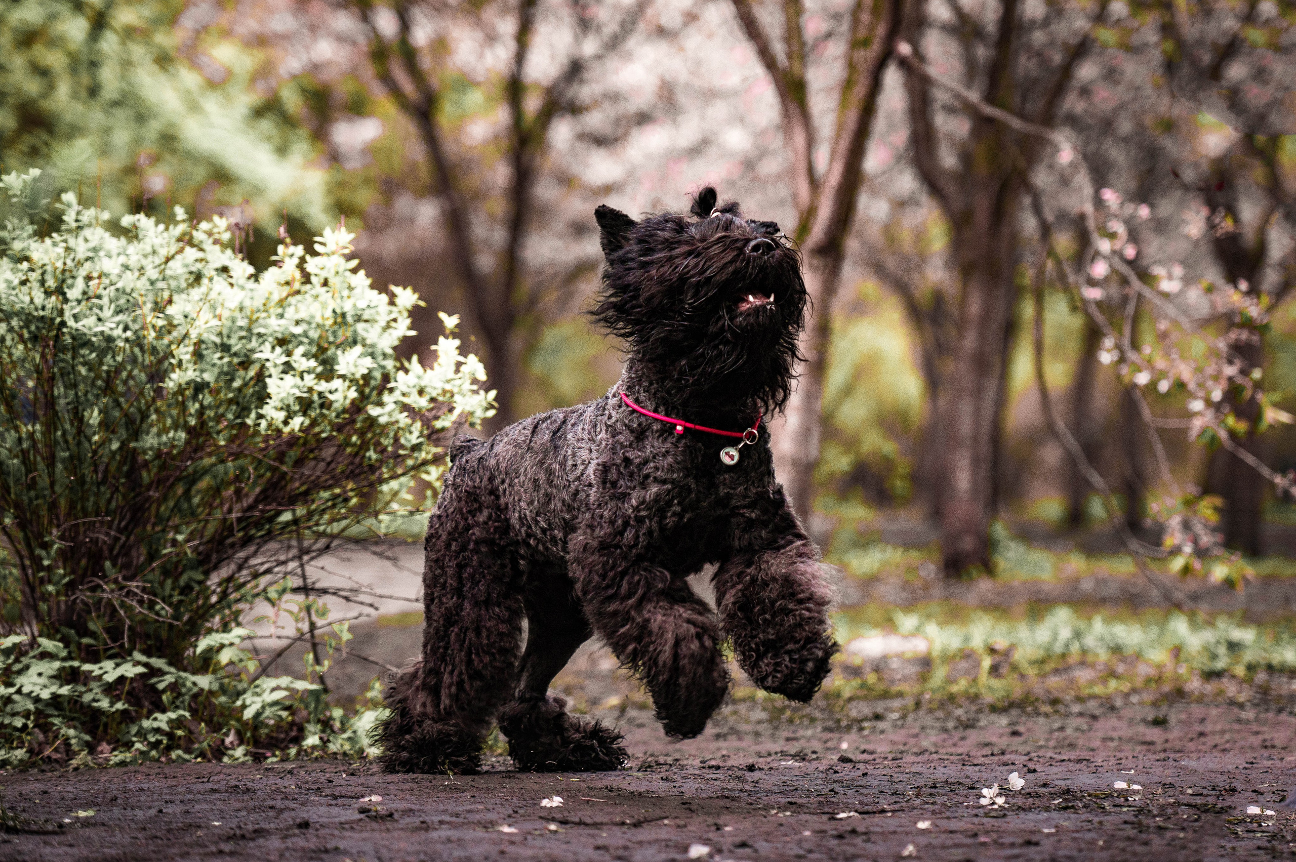 Черныши, сакура и краски холи. Фотограф-анималист