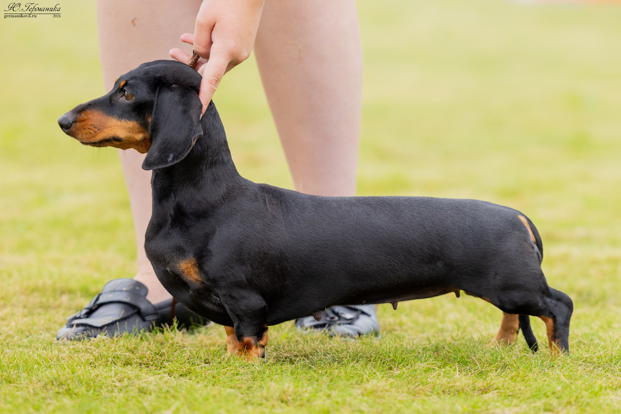 Ярославль 21.07.24 и Балашиха 13.07.24. Фотограф-анималист Юлия Германика