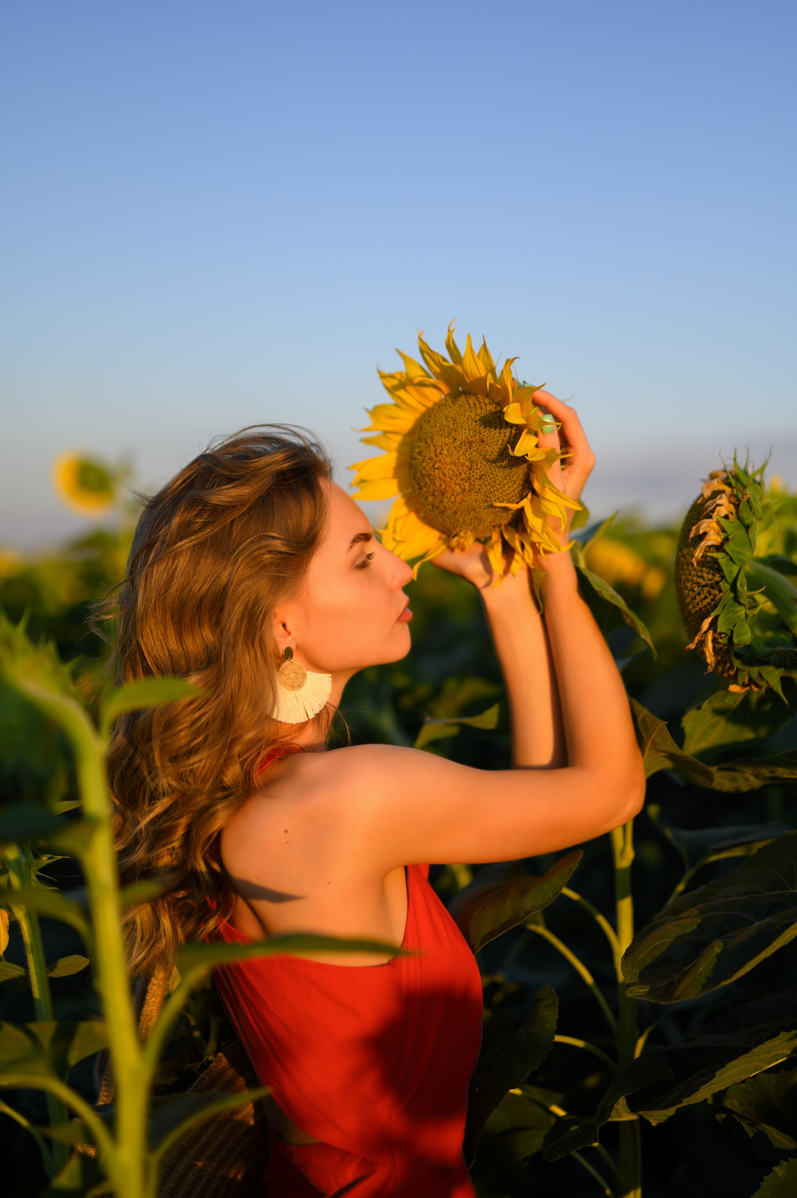Анна | съемка в подсолнухах. Фотограф в Краснодаре Скубицкая Альбина