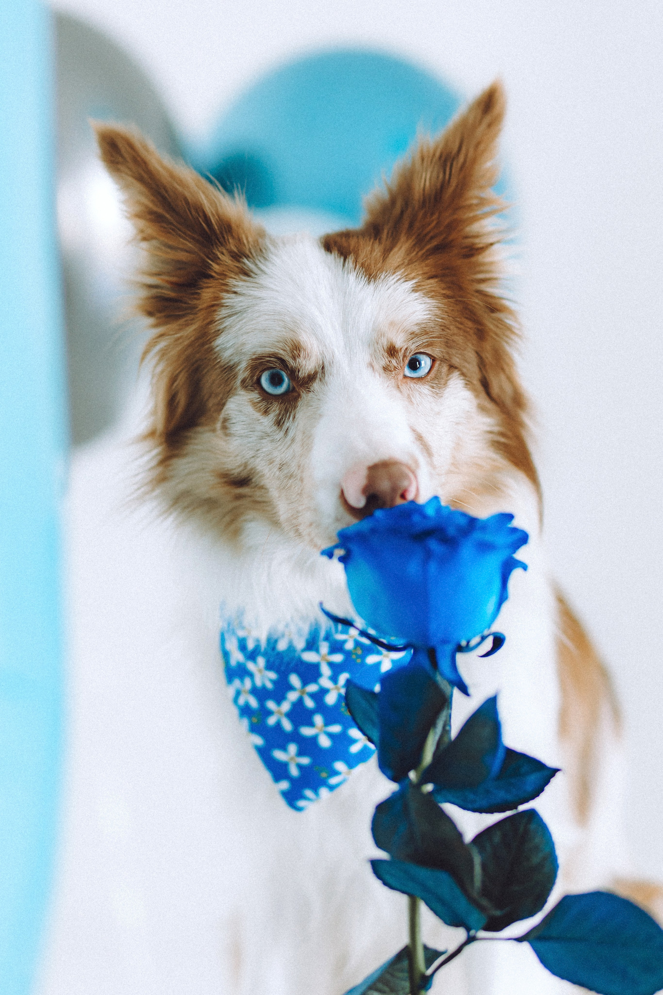 День рождения Айко