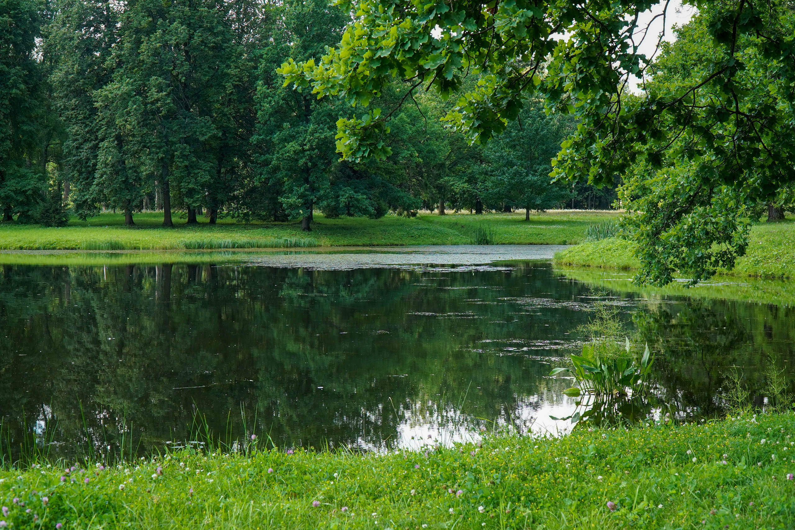 ОРАНИЕНБАУМ. Июль 2024. Фотограф Наталья Погодина в г. Обнинске