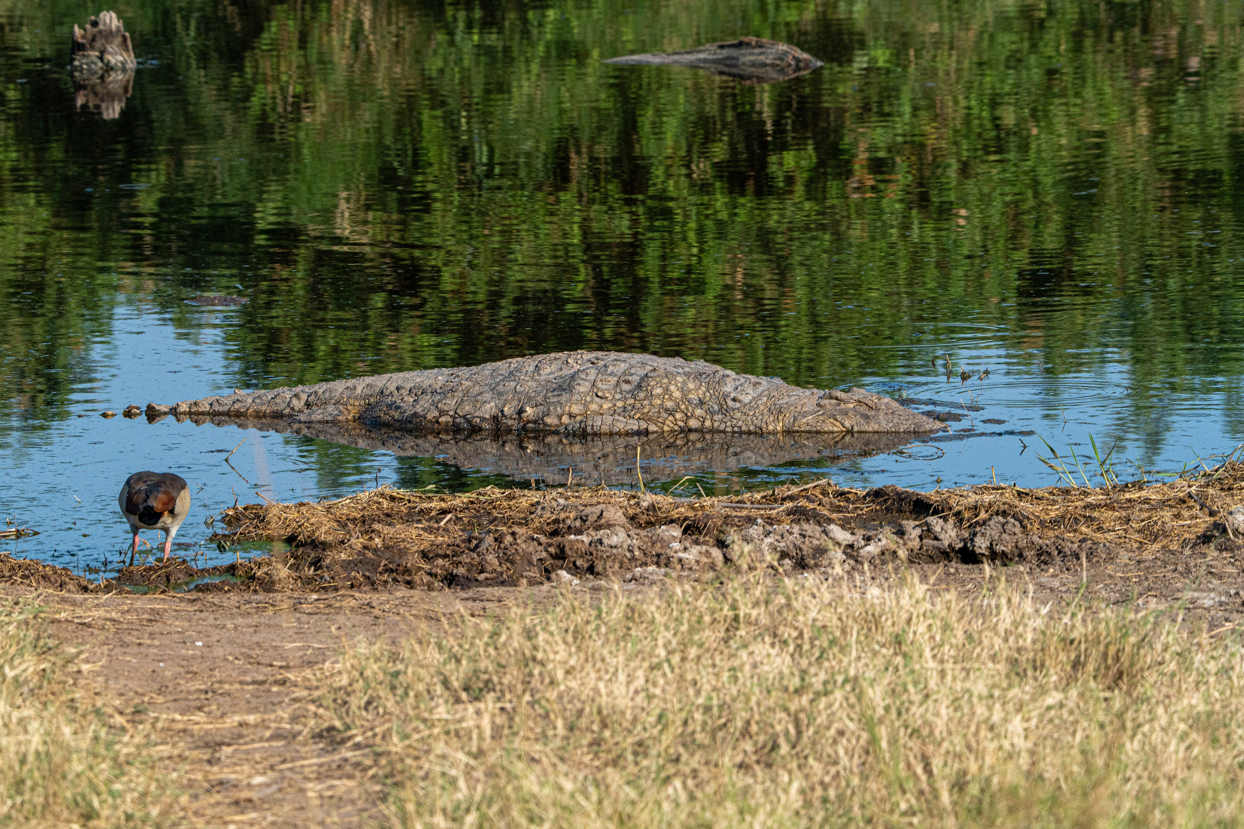 Танзания, сафари, 2025. Творческие сьемки