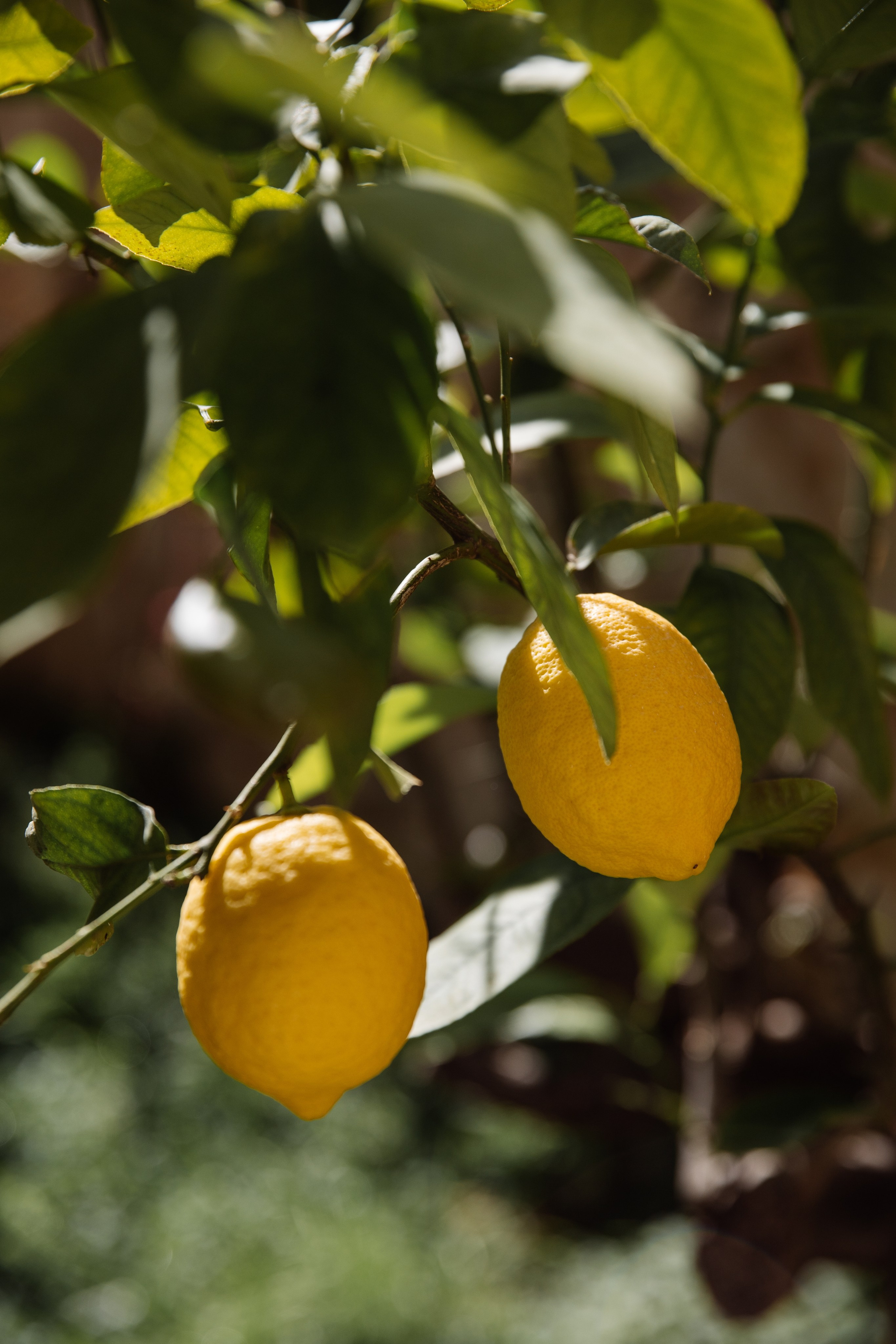 Свадебный фотограф