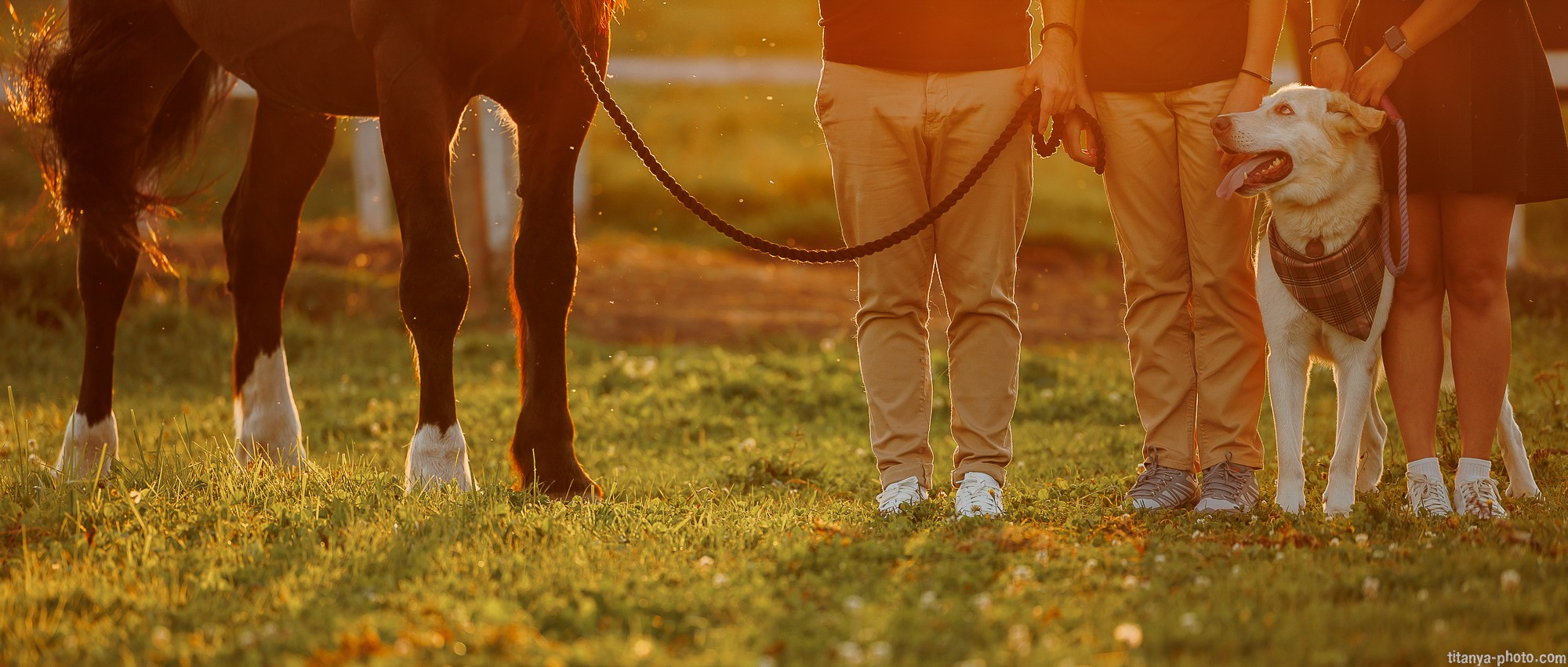 Закатная семейная фотосессия: про Настю и её дружную семью. Фотограф собак, фотограф-анималист Аня Титова (Titanya). Москва