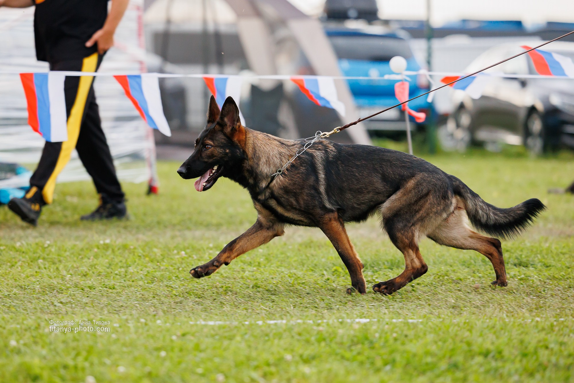 Немецкие овчарки: фото из рингов и вне ринга, мутпроба (фотографии с выставок). Фотограф собак, фотограф-анималист Аня Титова (Titanya). Москва