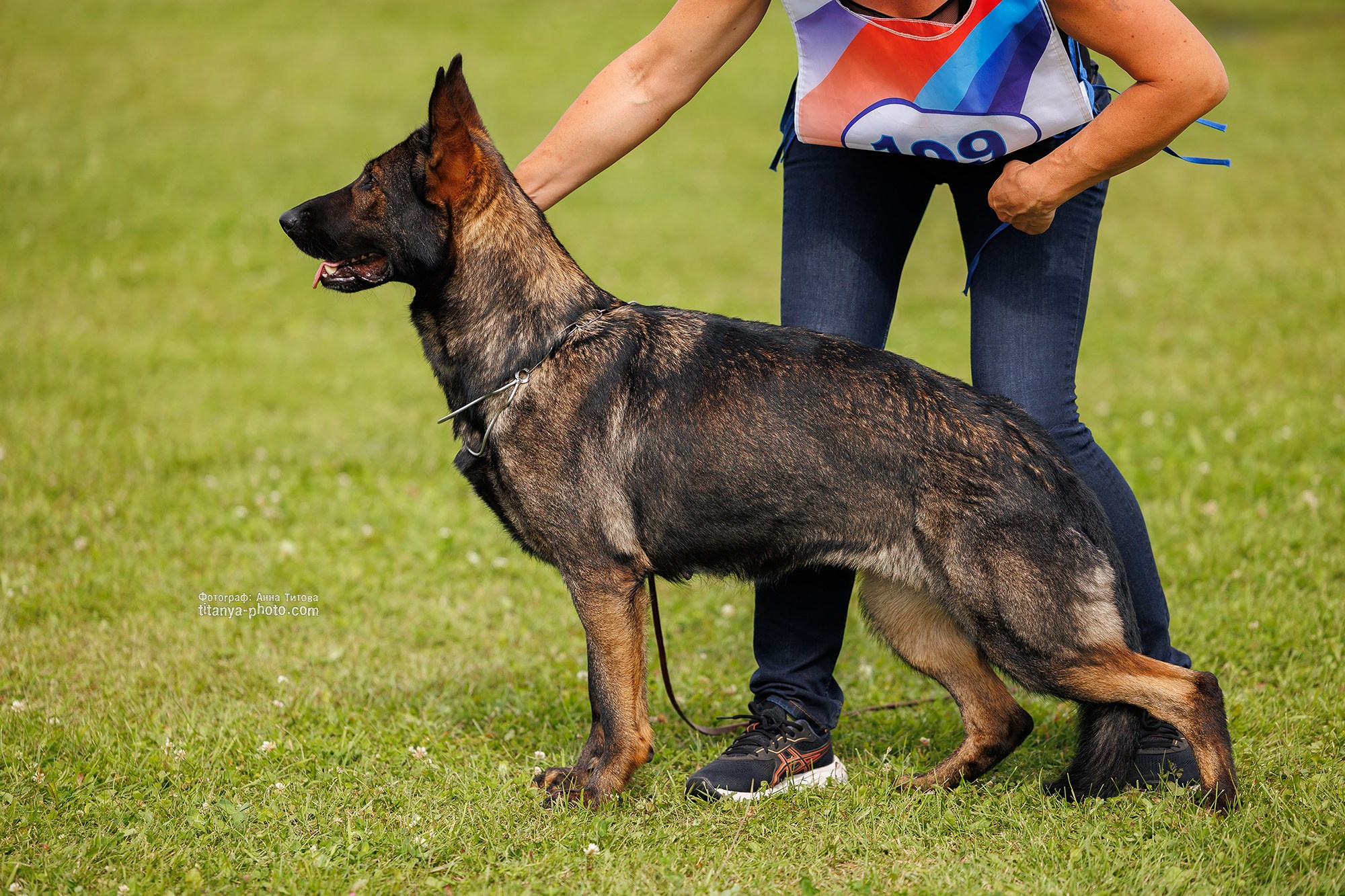 Немецкие овчарки: фото из рингов и вне ринга, мутпроба (фотографии с выставок). Фотограф собак, фотограф-анималист Аня Титова (Titanya). Москва