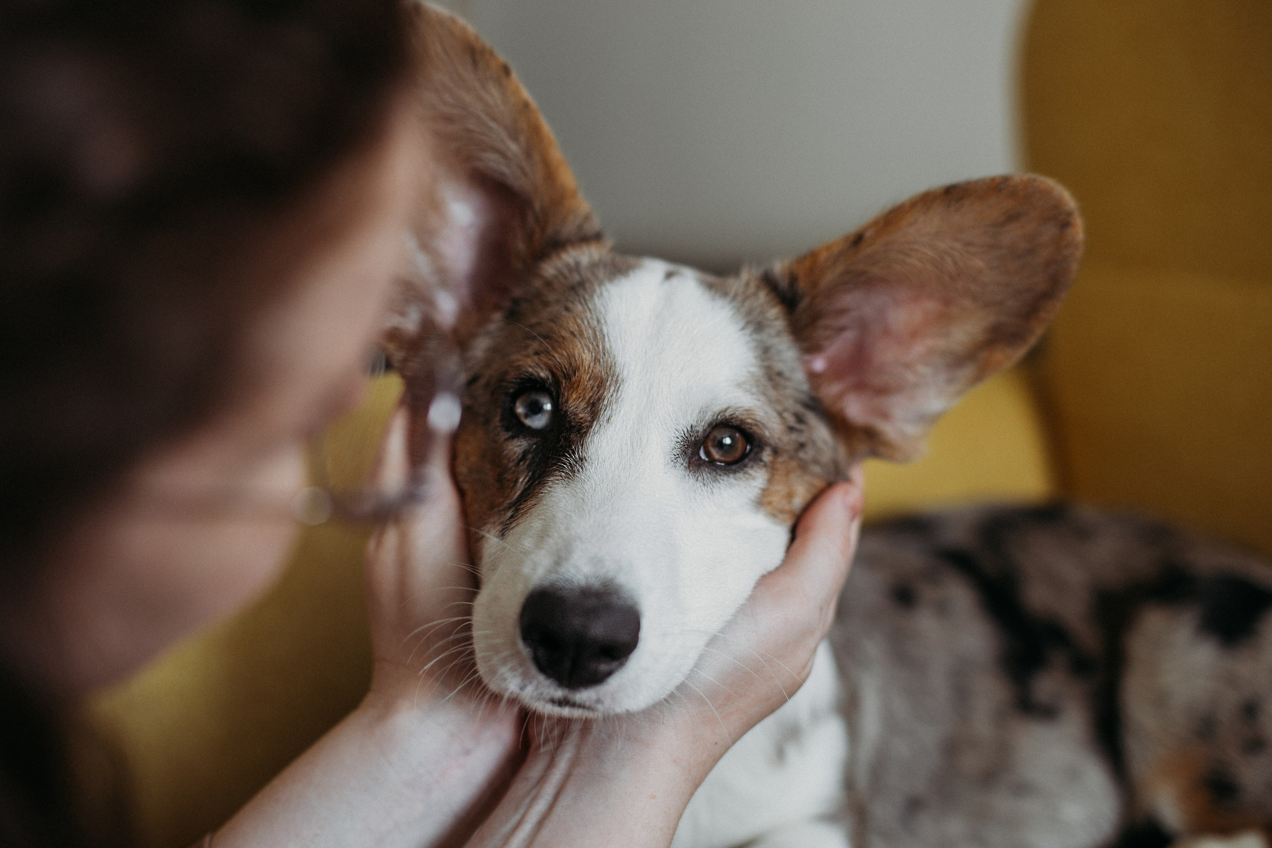 Ксюша, Жан и Марципан. Семейный фотограф в Самаре