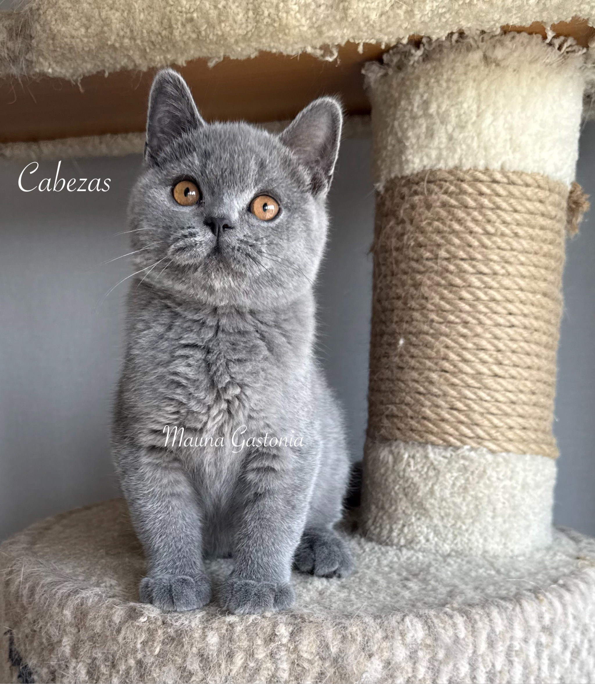 Cabezas. Mauna Gastonia