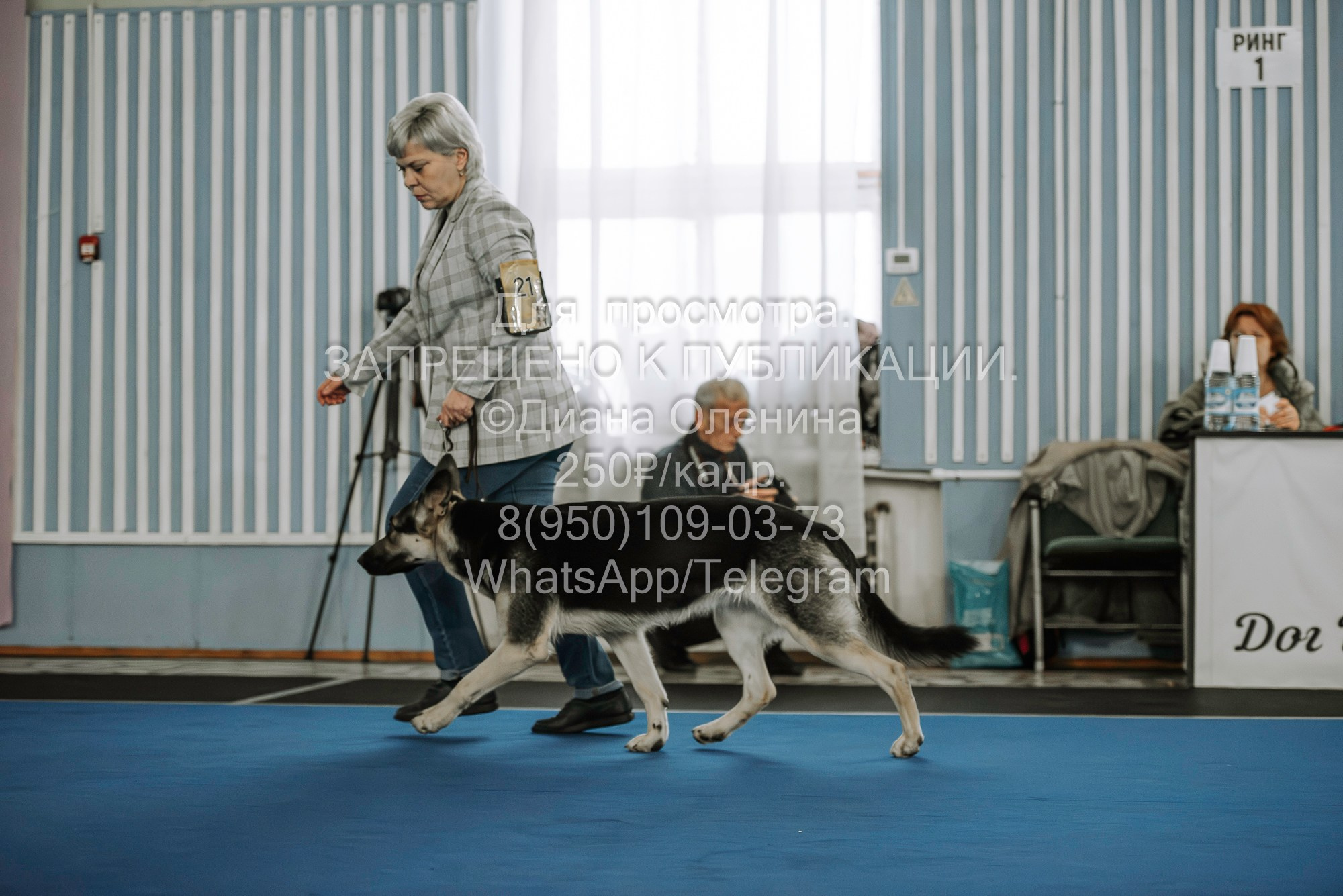 Выставка собак Красноярск 29.10.2023. Фотограф Диана Оленина Красноярск / Братск