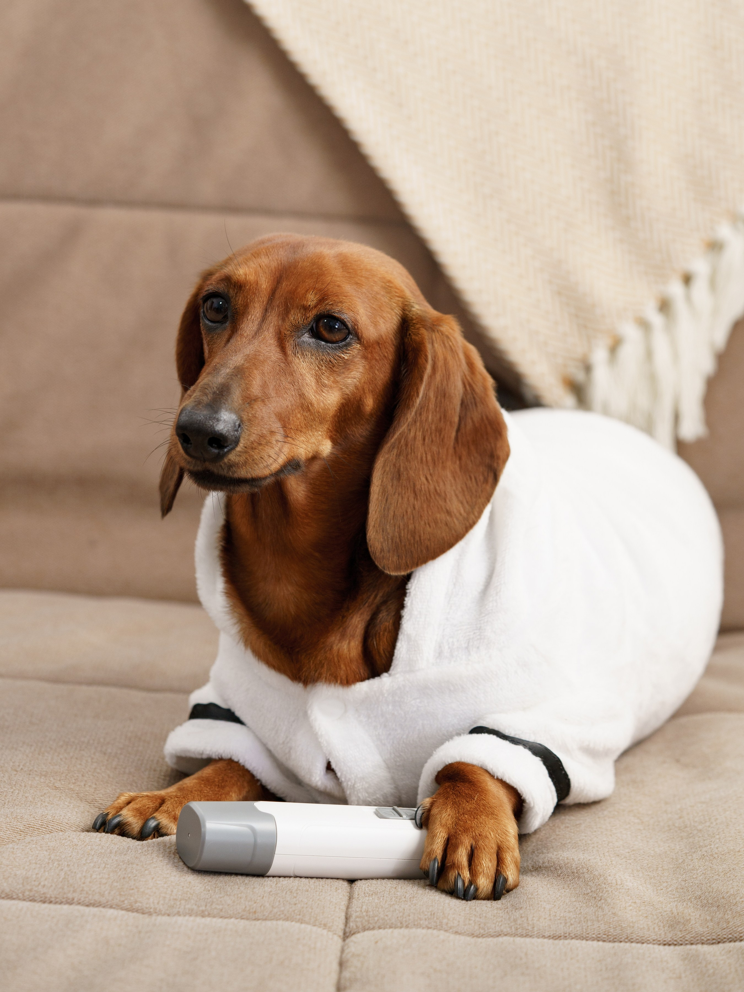 Съемки с животными. КЕД Студия-контент агентство полного цикла СПБ. Создаём фото, видео и контент, который помогает брендам и селлерам продавать больше