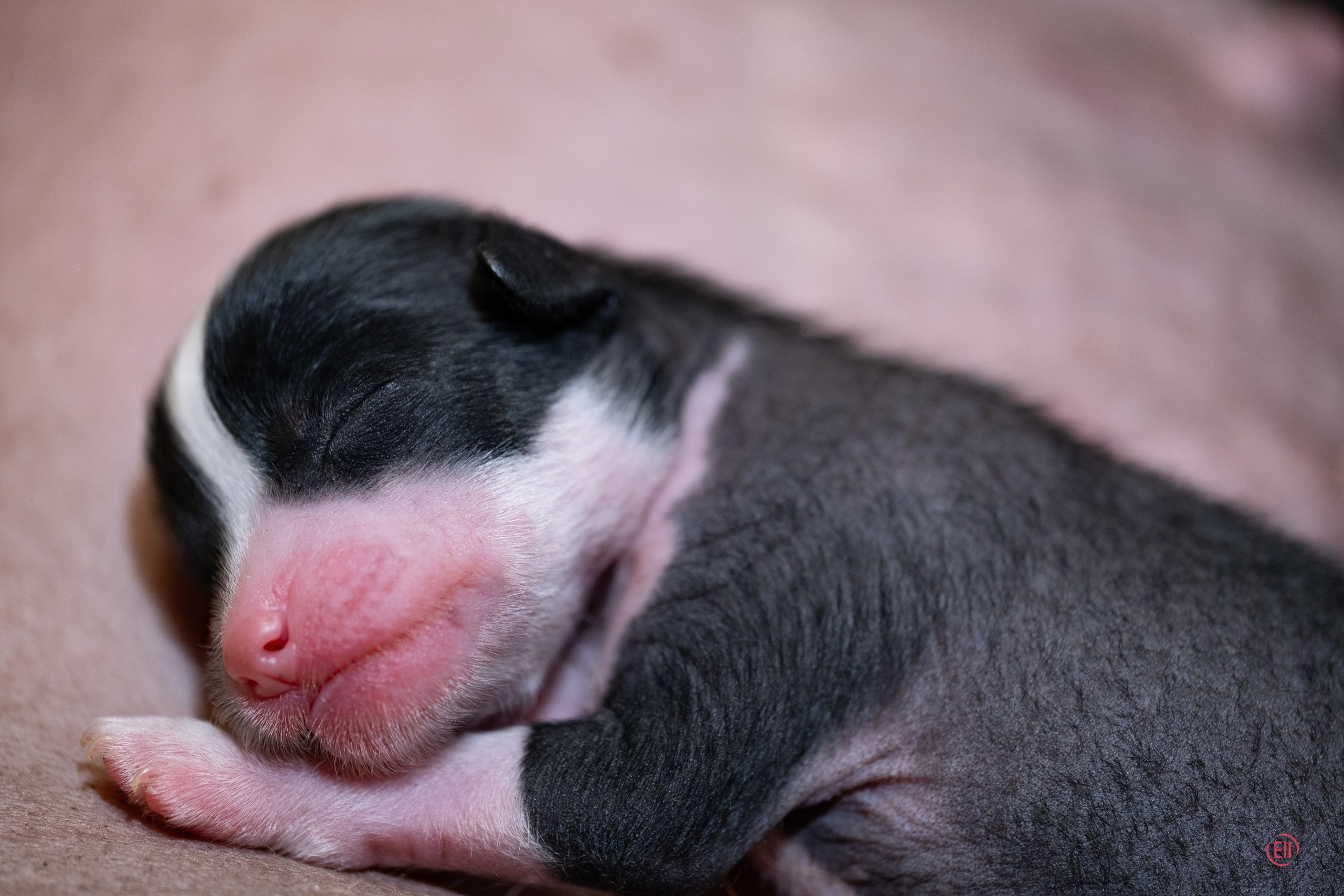 4-й день. Poale Ell Dasha