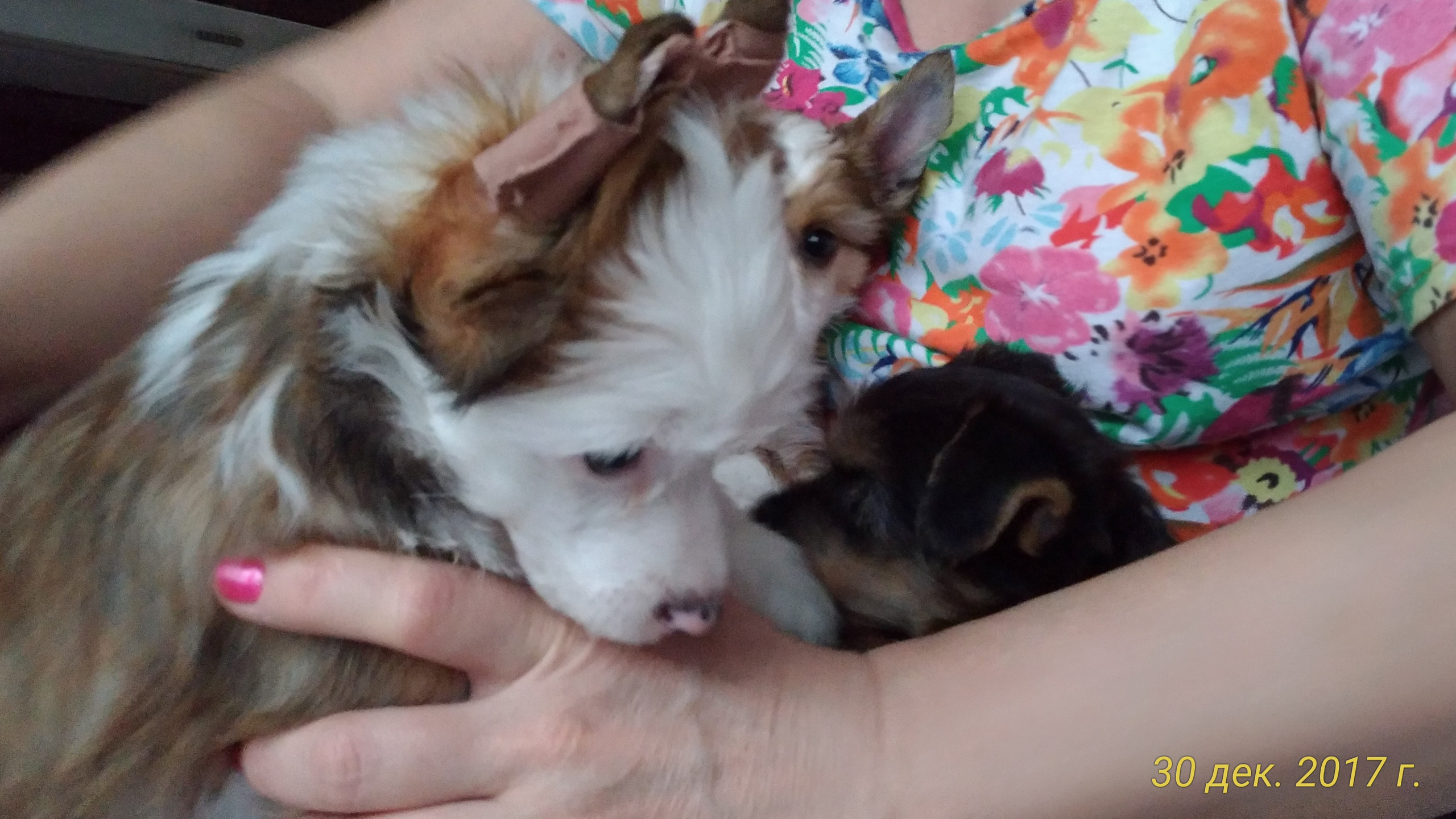 Litter B. Chinese Crested Dog Kennel Poale Ell