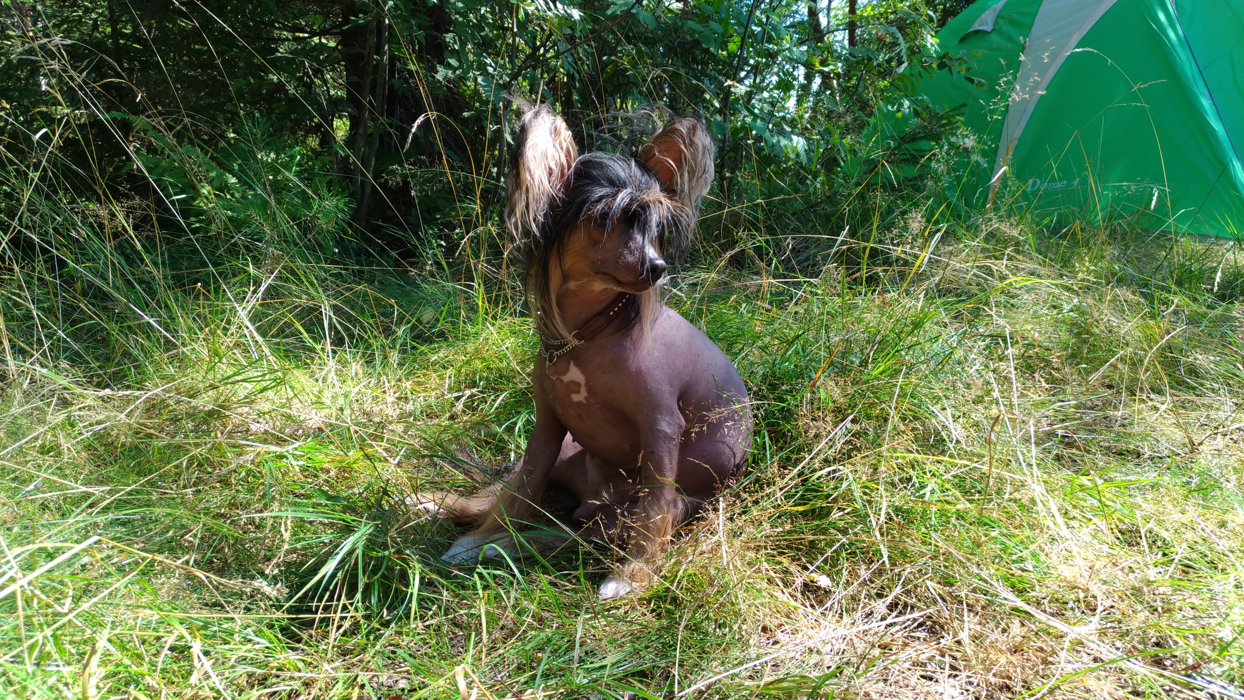 Hike to Konakovo. Poale Ell Chinese Crested Dog Kennel: Buy a puppy from the kennel