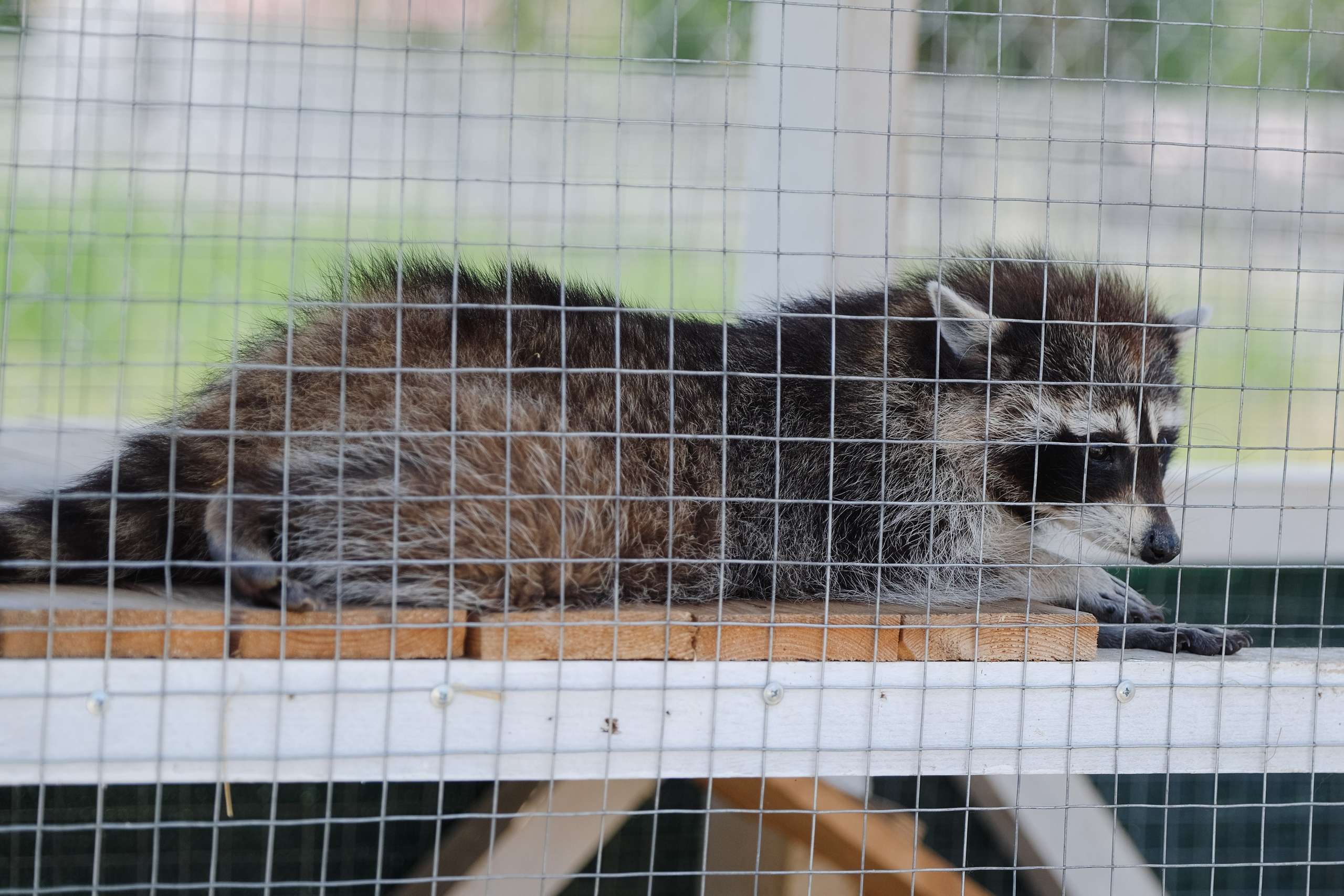 Репортаж на ферме. Профессиональная фотосъемка в Крыму. Натуральные эмоции и живые кадры. Забронируйте дату прямо сейчас!