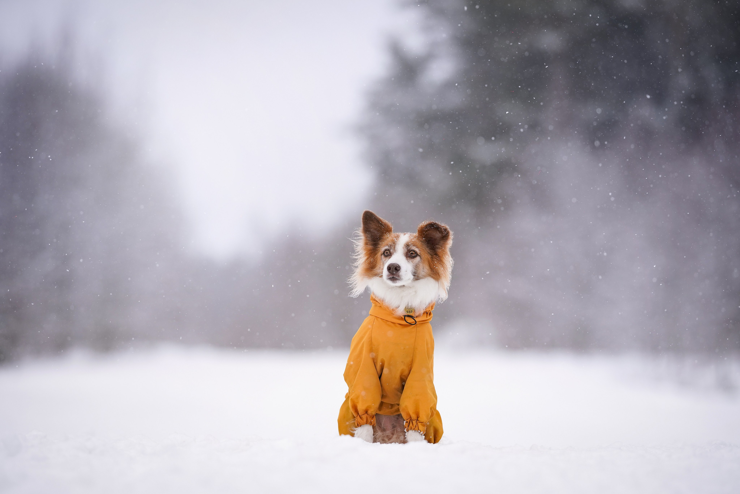 Красно-рыжая банда. Фотограф-анималист в Санкт-Петербурге Яна Мартынова