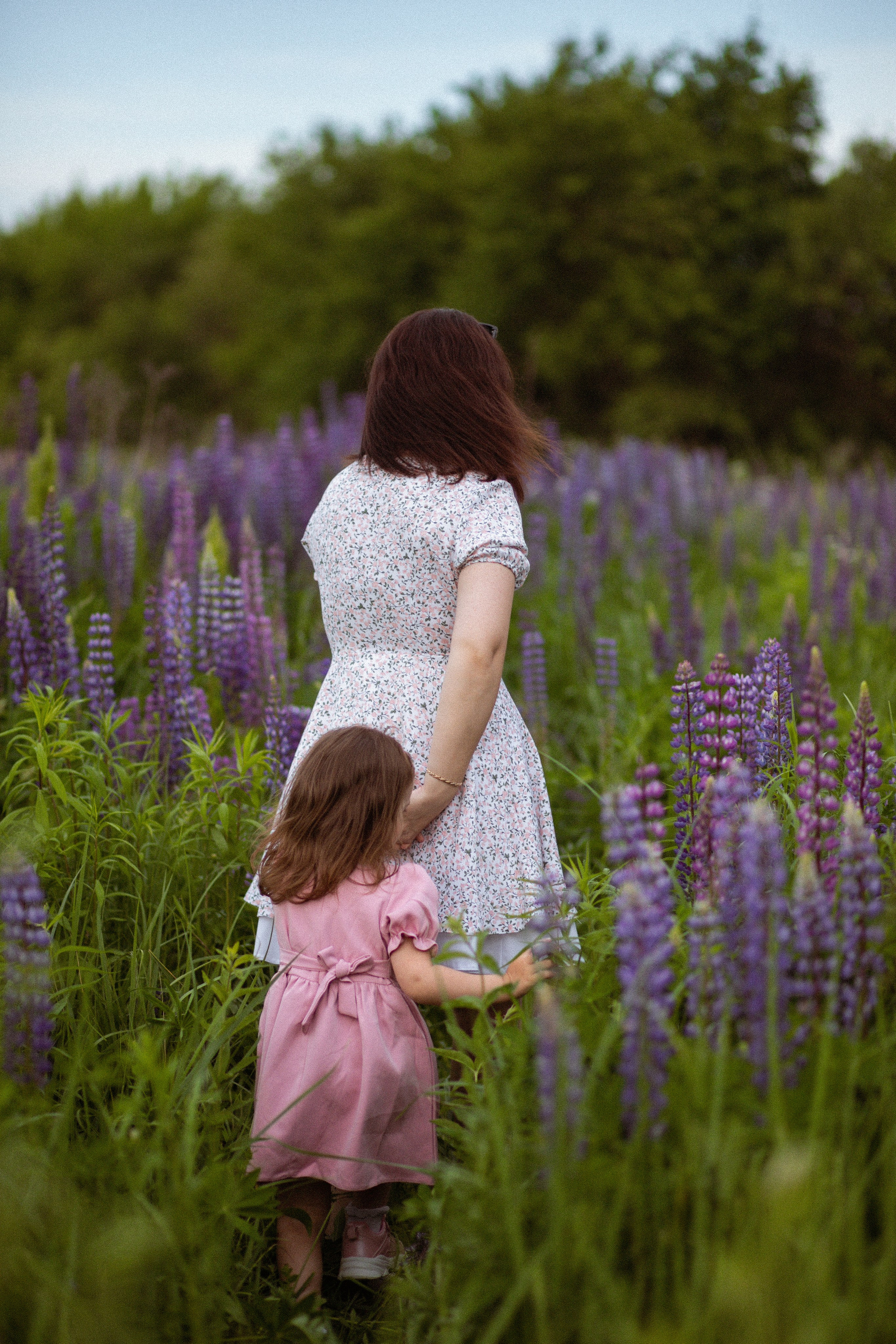Июньские люпины. Фотограф в Москве/Санкт-Петербурге
