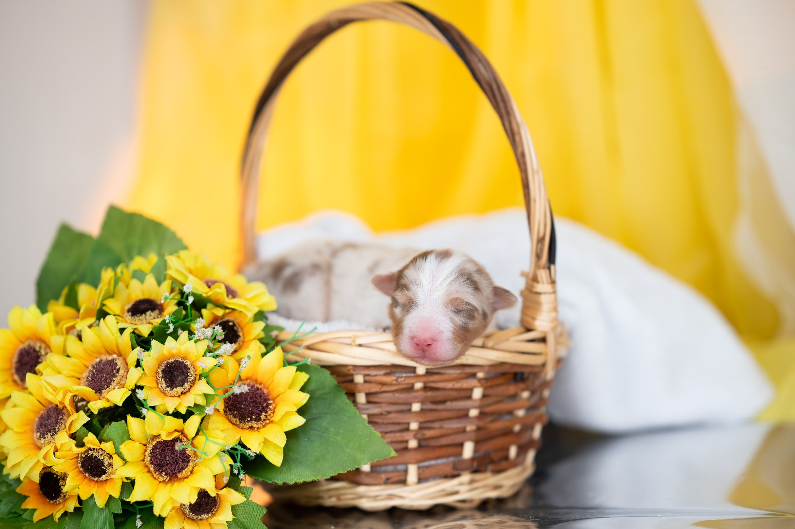 Заводчик Влада Эльман. Творческий фотограф Вологда