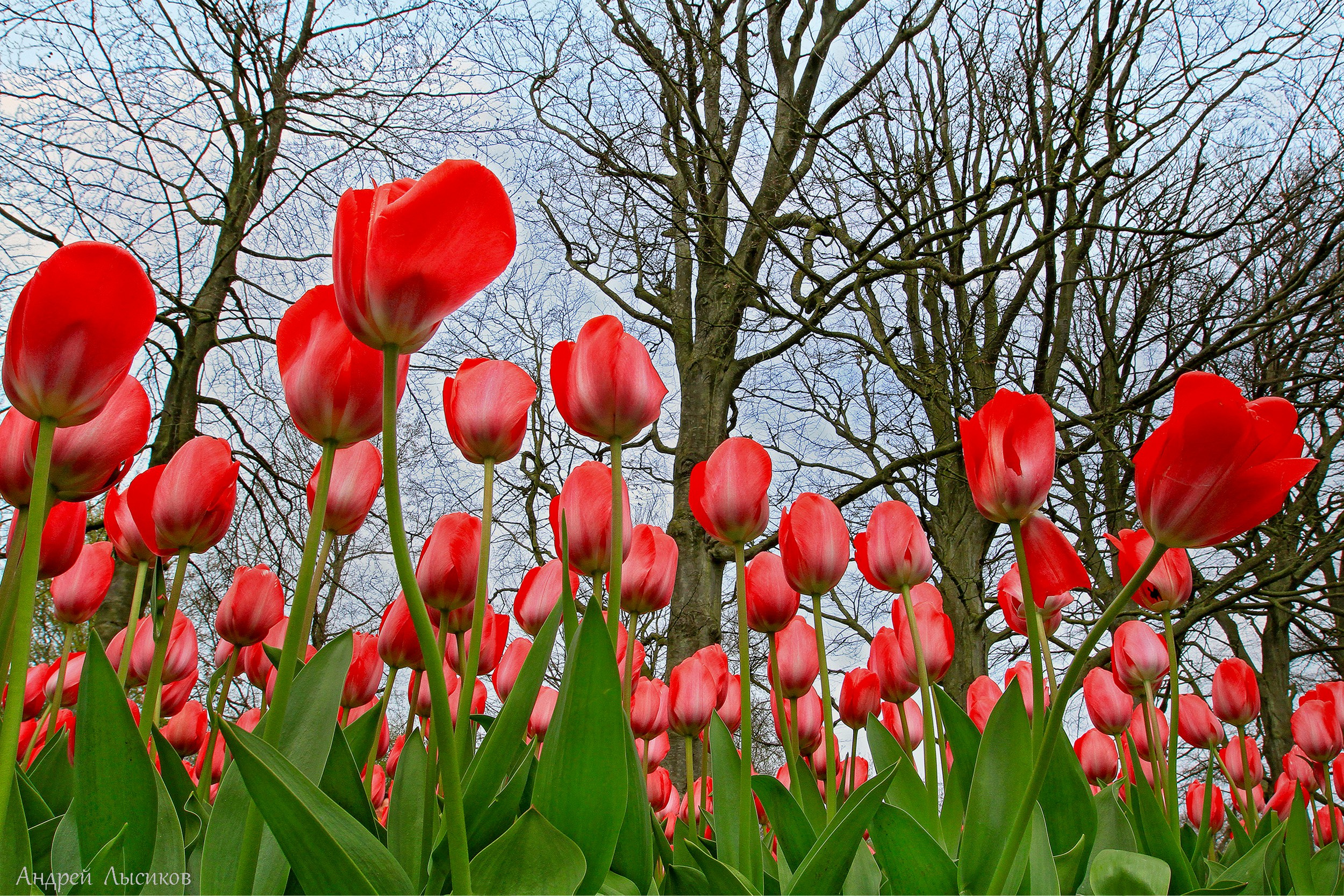Цветы. Ландшафтный фотограф Андрей Лысиков, Москва